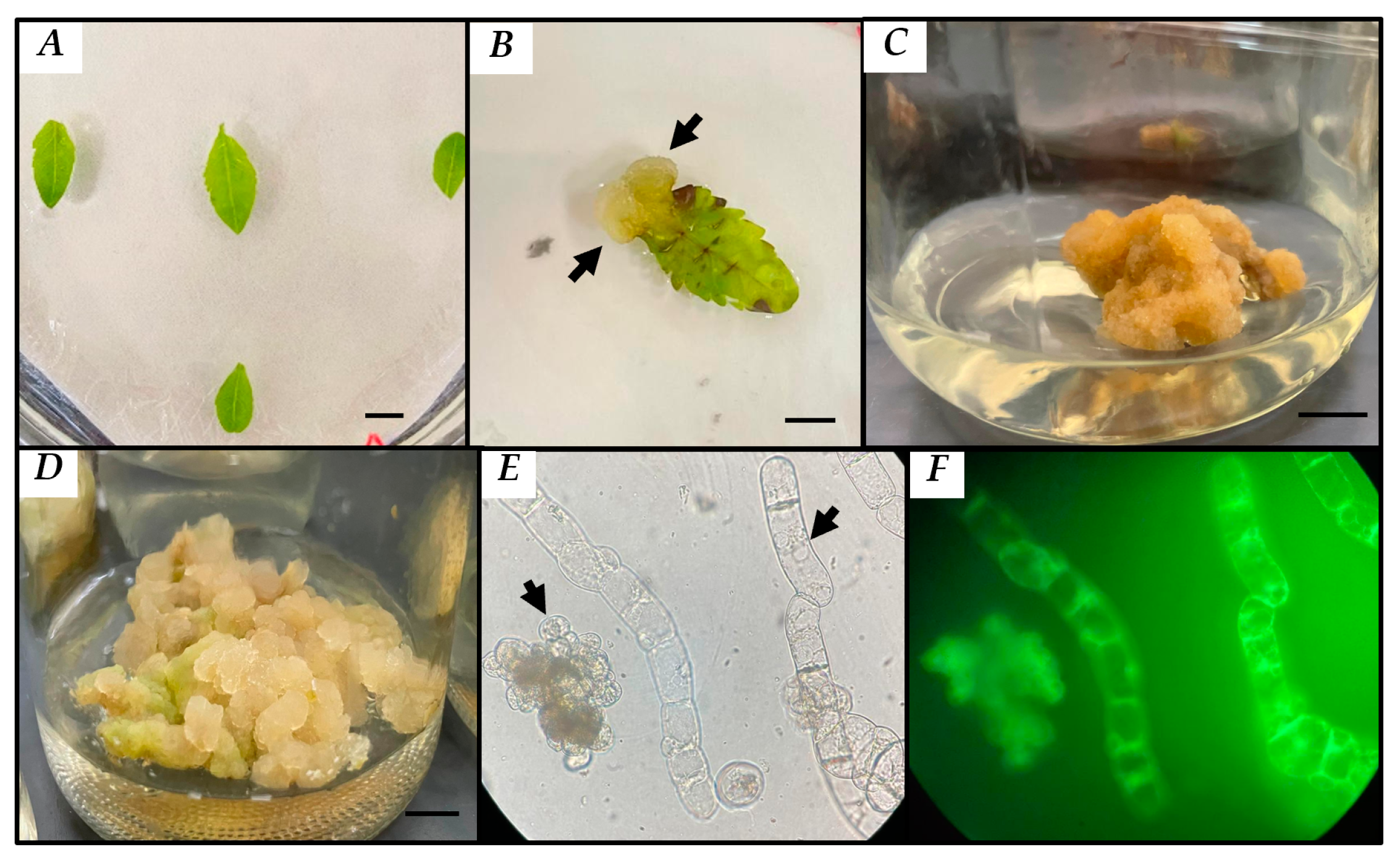 Plants 13 01622 g002 Plants 13 01622 g002