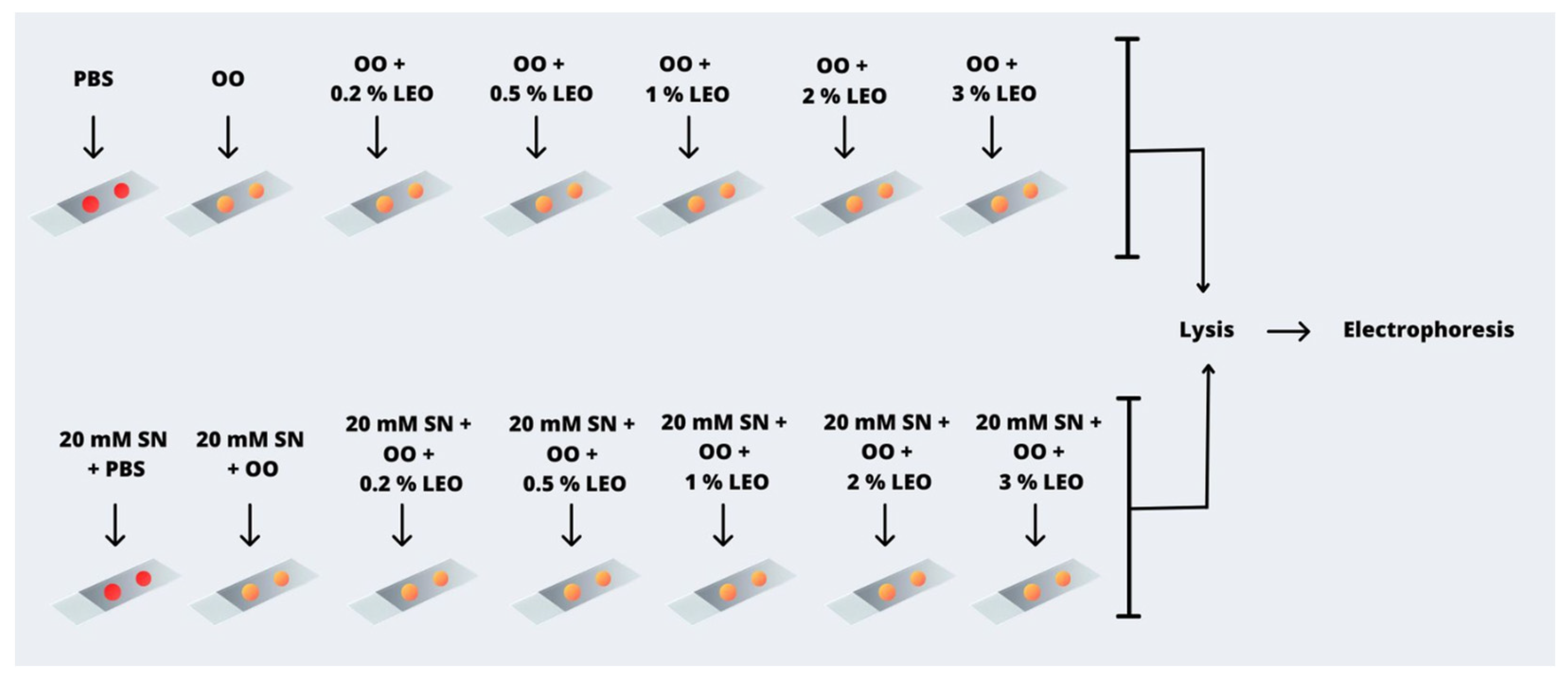 Plants 13 01623 g002