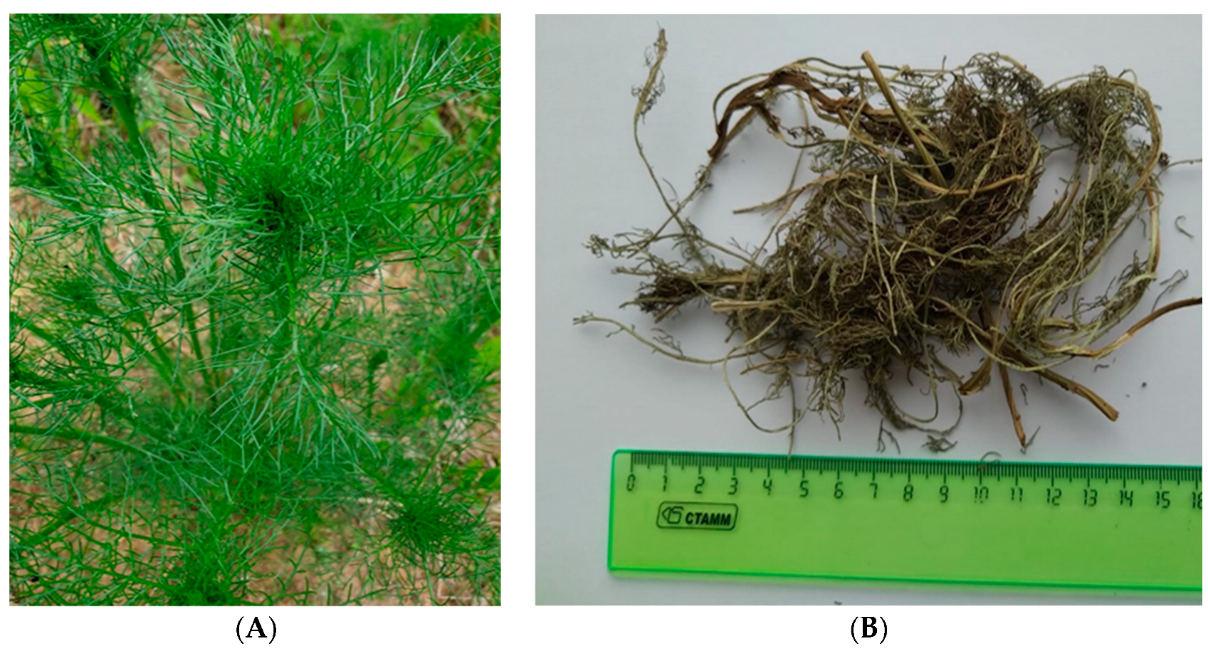 Plants 13 01629 g007