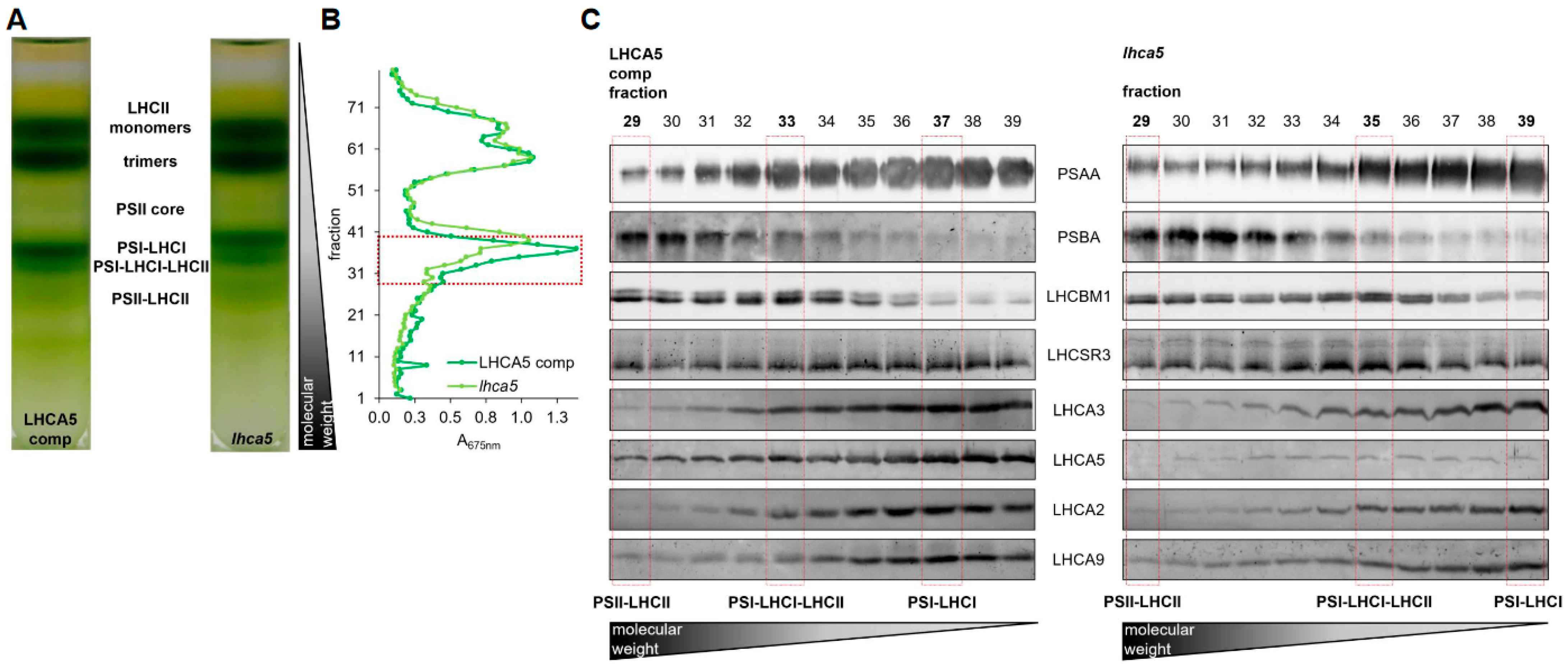 Plants 13 01632 g004