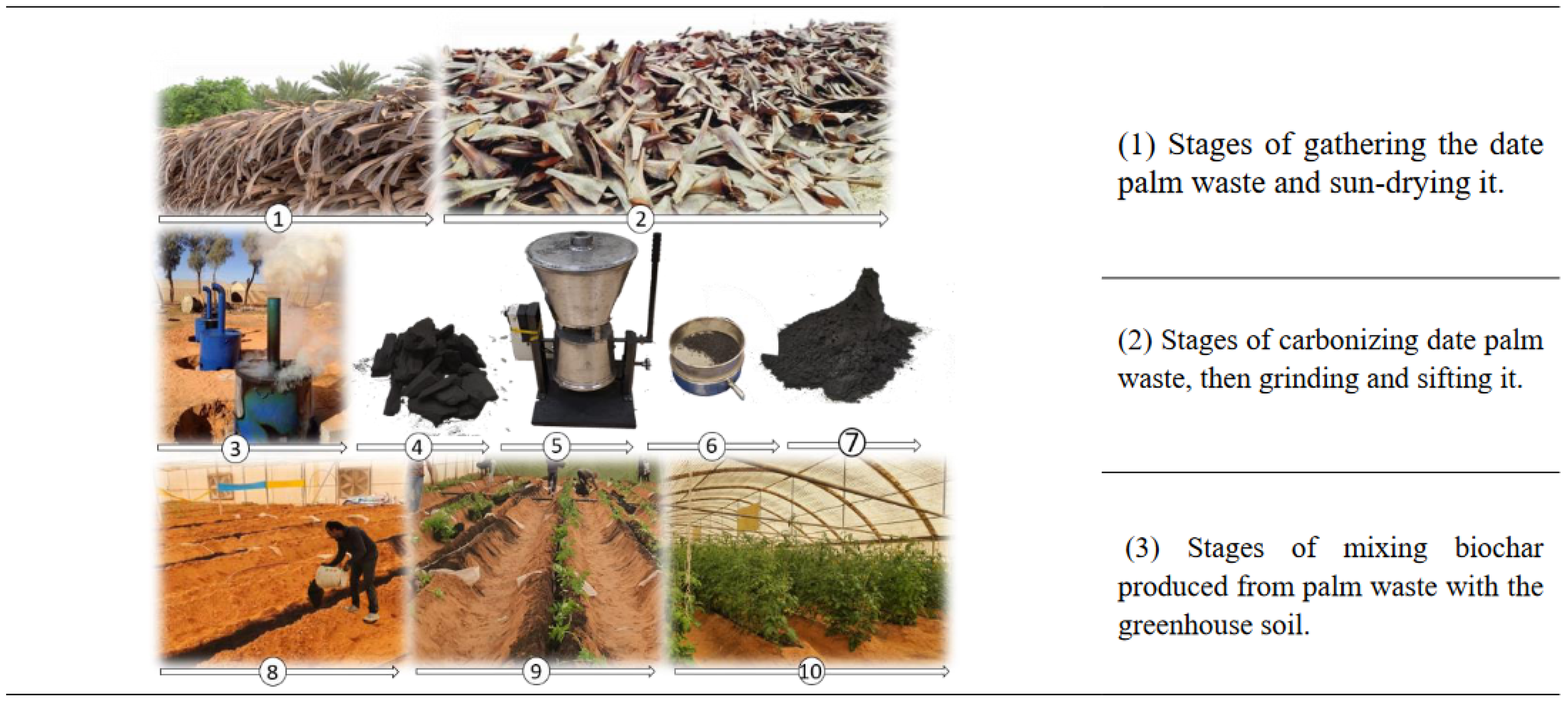 Plants 13 01634 g006