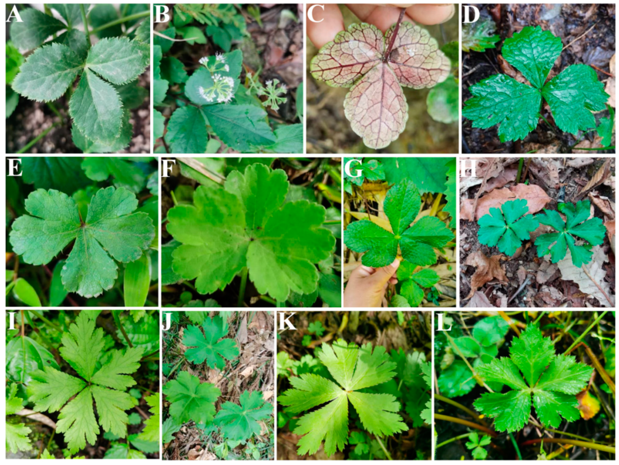 Plants 13 01635 g003