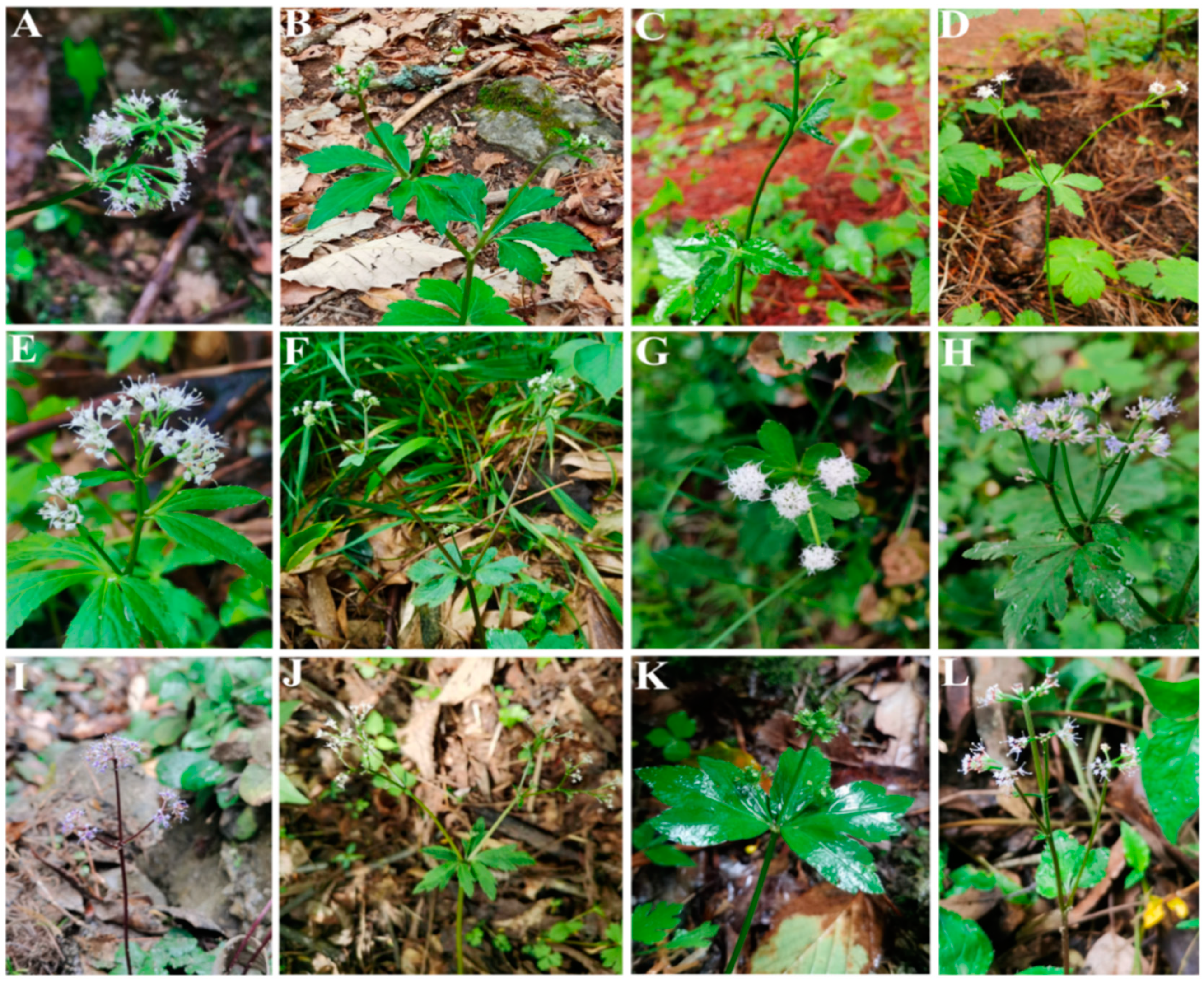 Plants 13 01635 g004