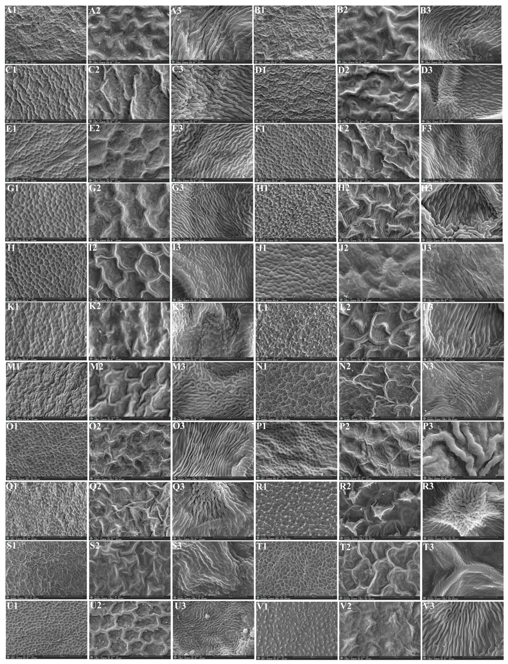 Plants 13 01635 g006