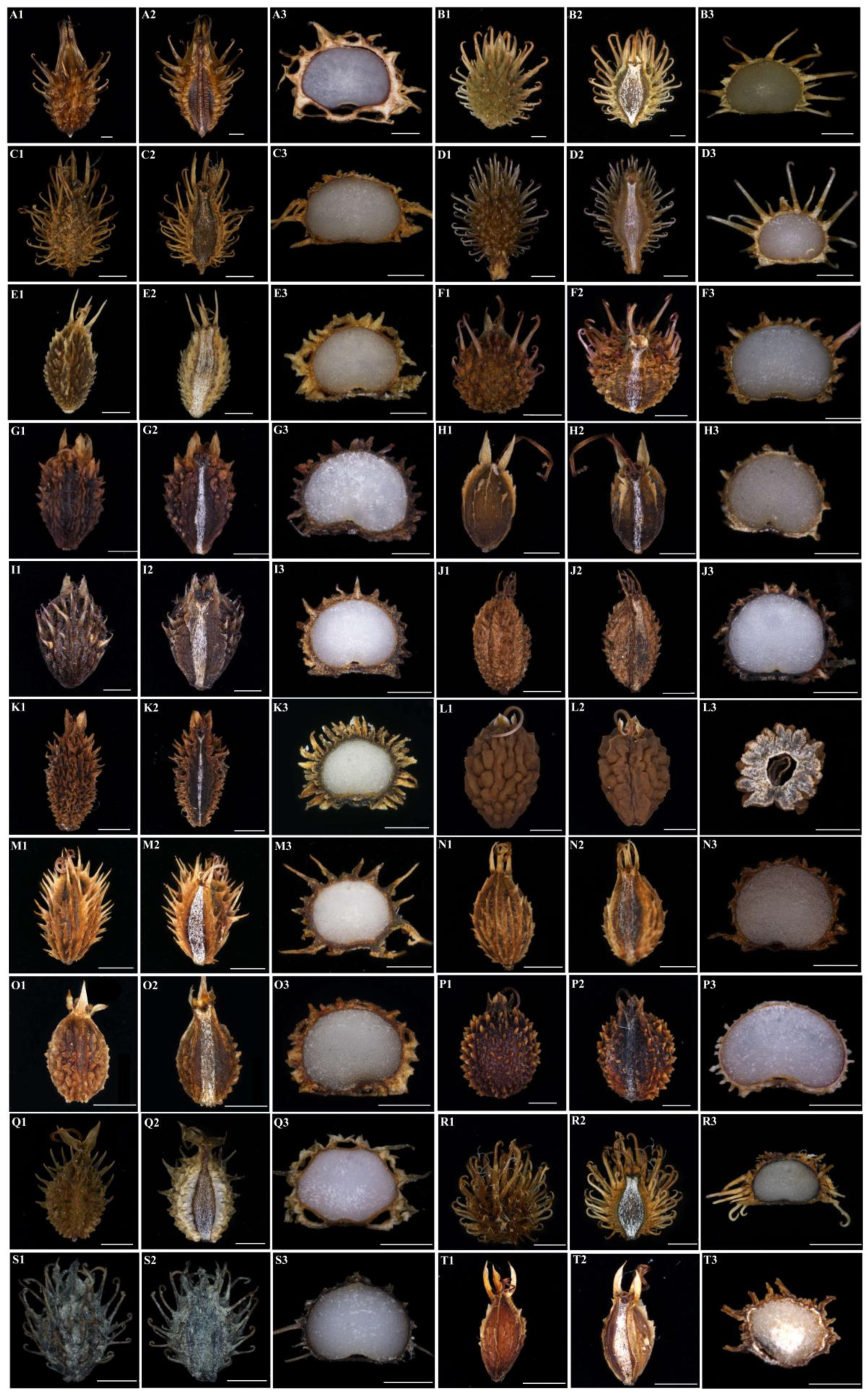 Plants 13 01635 g008