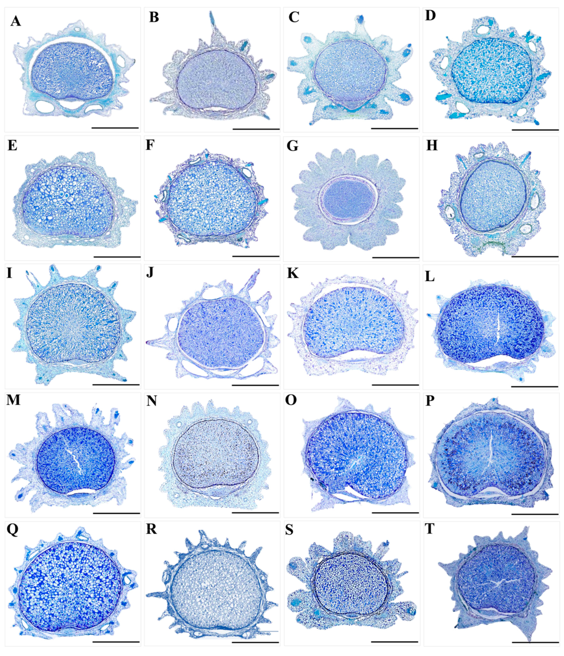 Plants 13 01635 g010