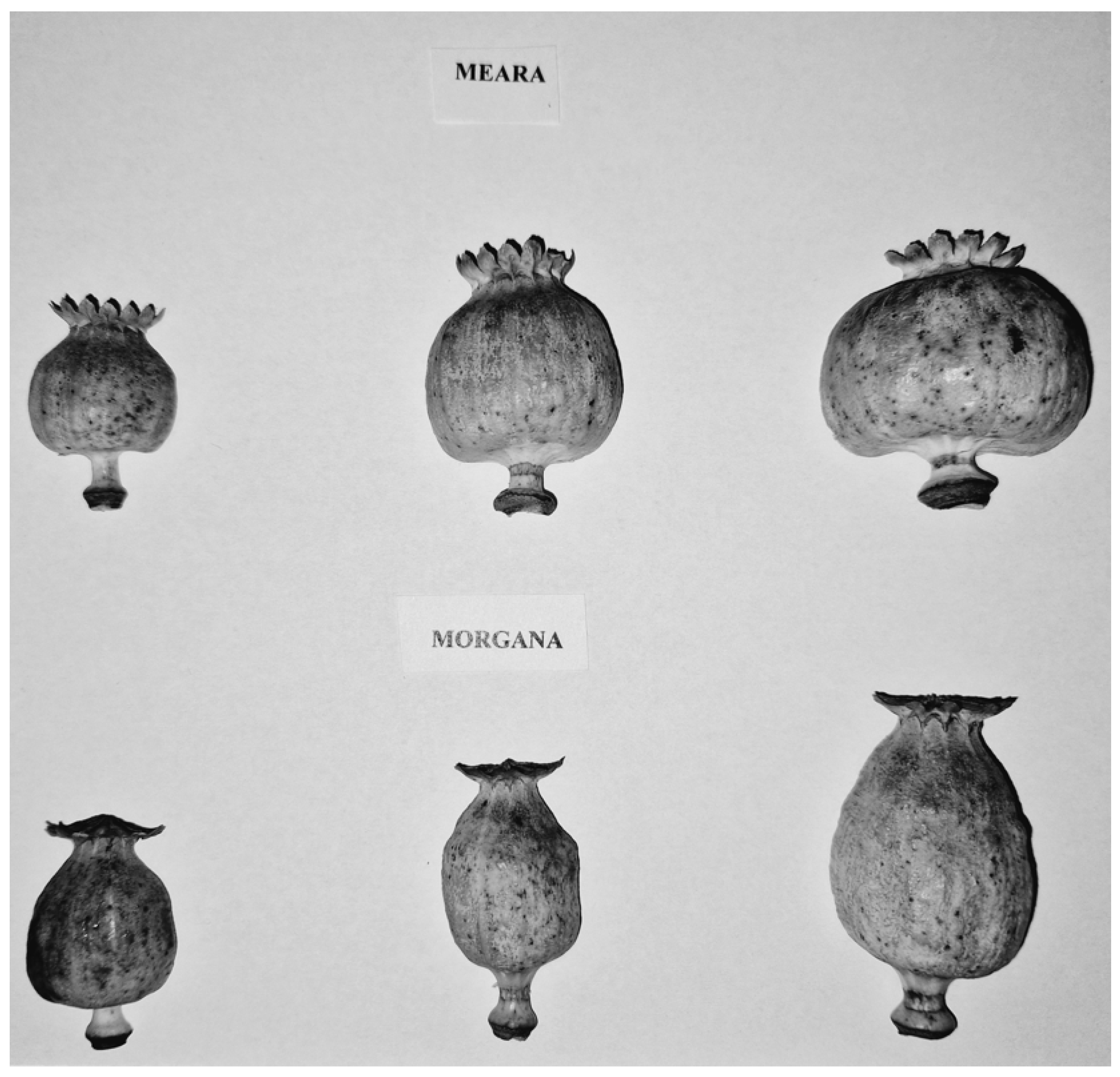 Plants 13 01640 g004