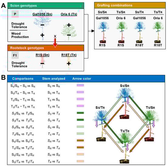 Plants 13 01644 sch001