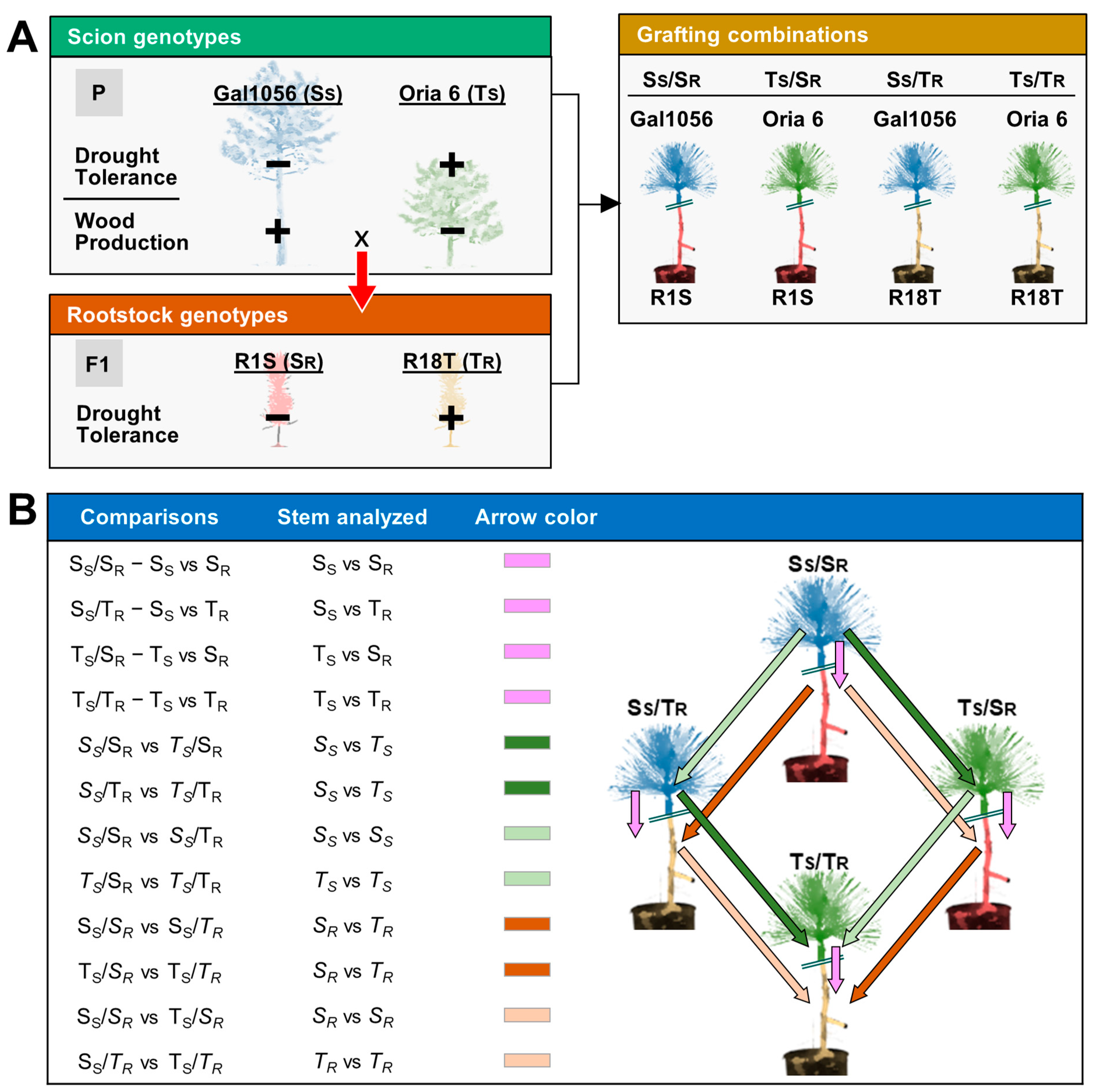 Plants 13 01644 sch001