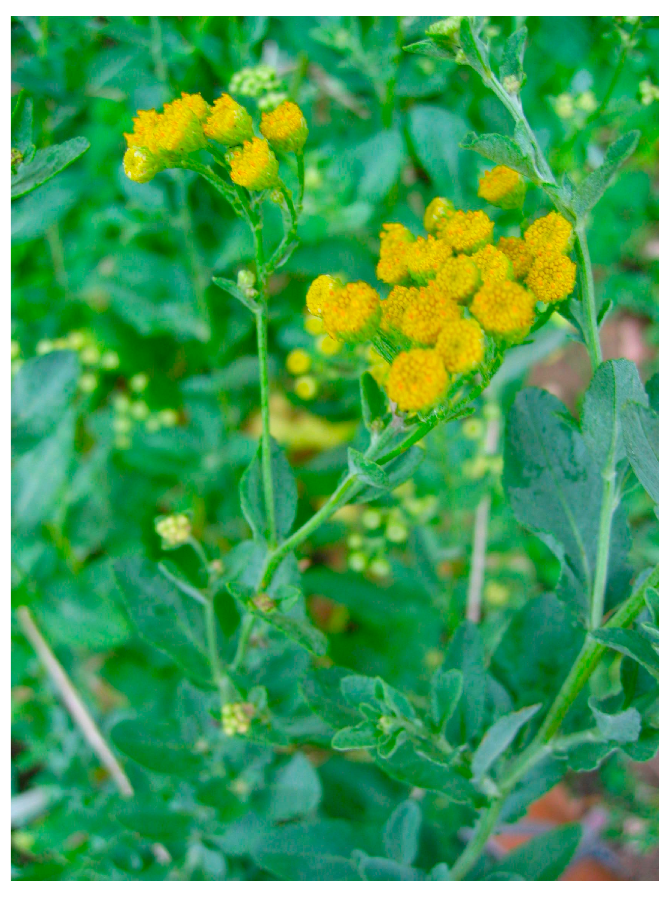 Plants 13 01652 g001 Plants 13 01652 g001