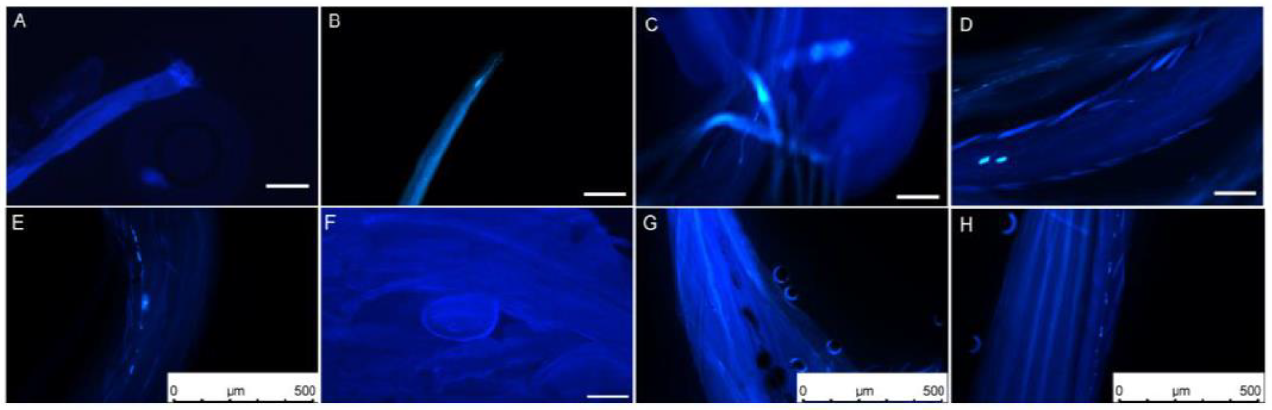 Plants 13 01661 g002