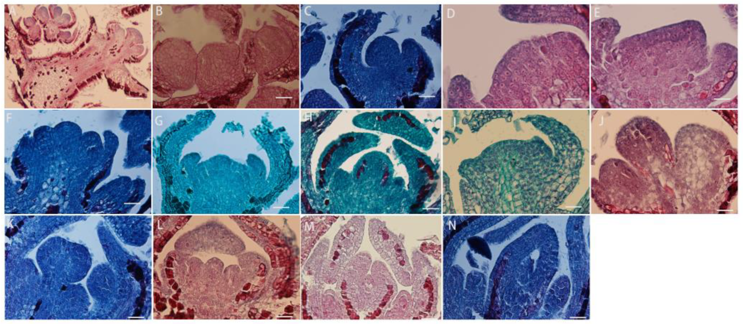 Plants 13 01661 g003