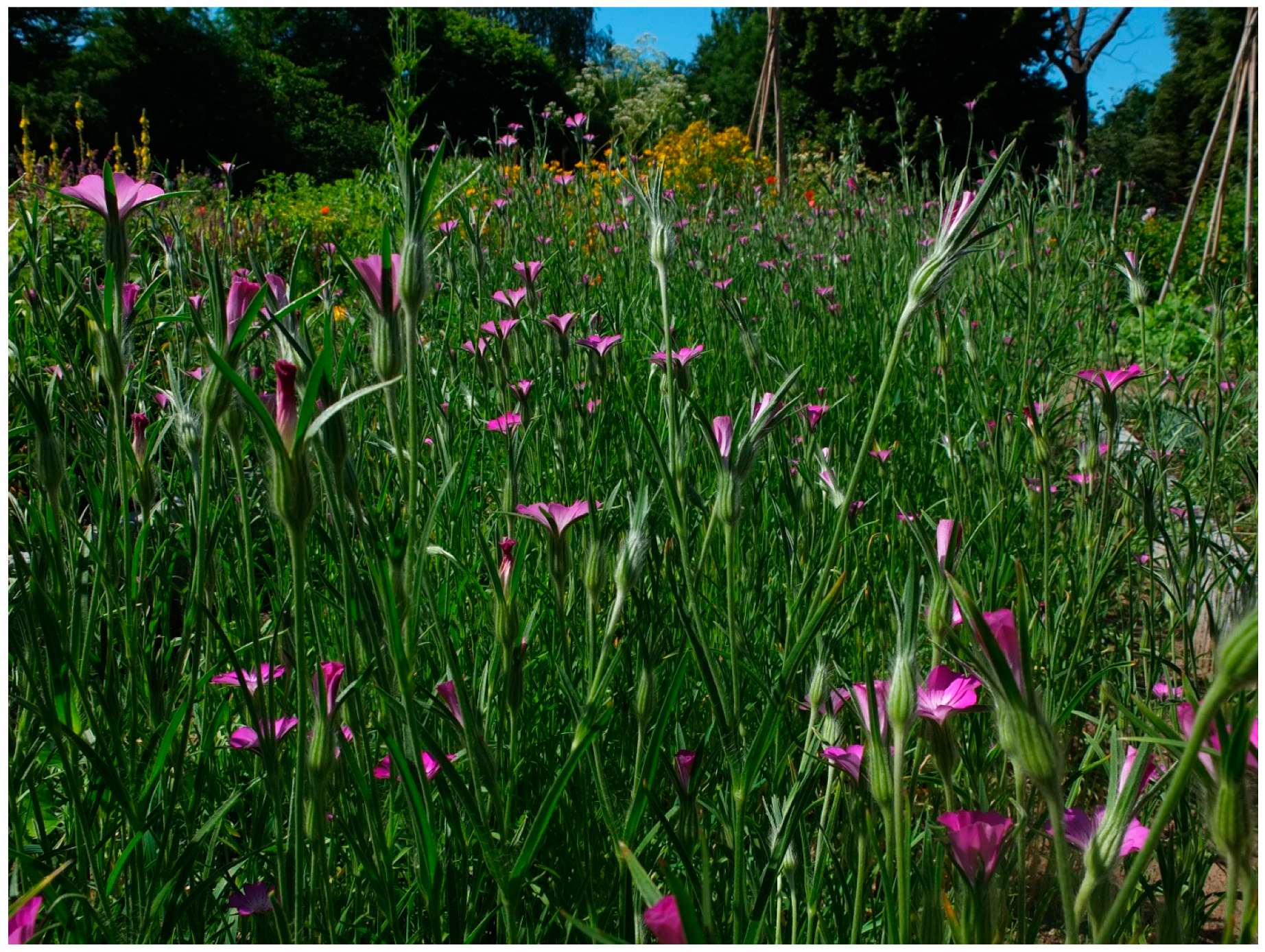 Plants 13 01673 g001