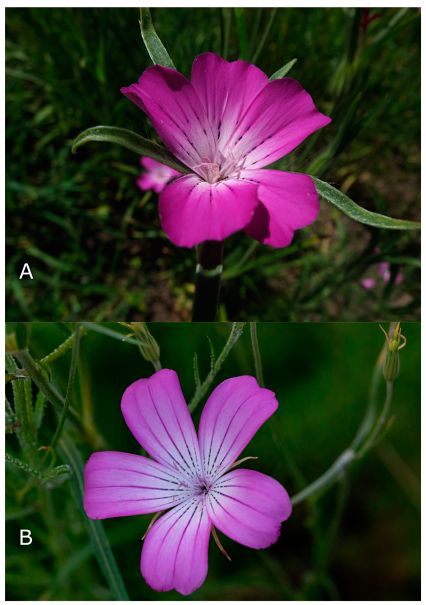 Plants 13 01673 g002