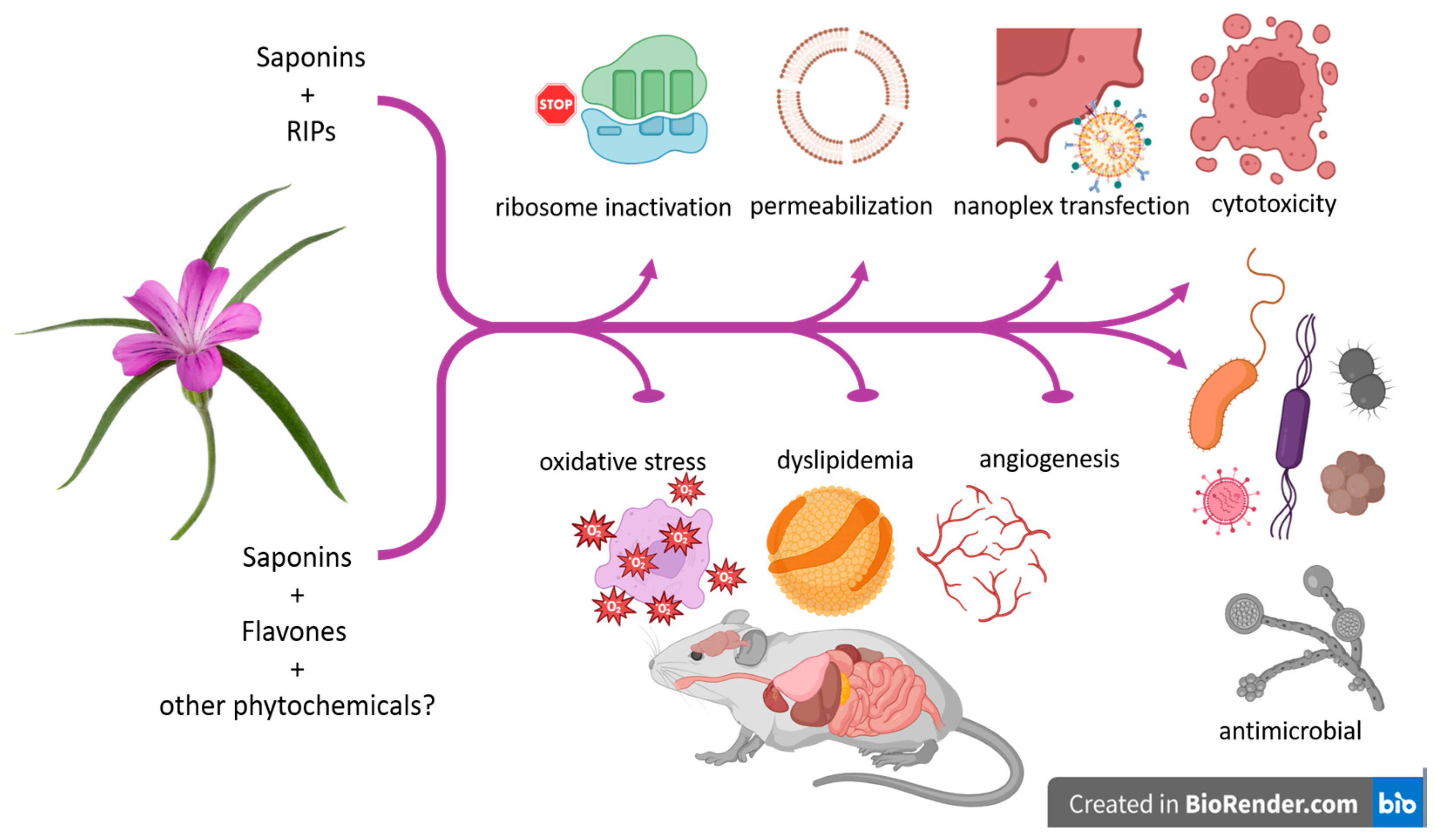 Plants 13 01673 g005