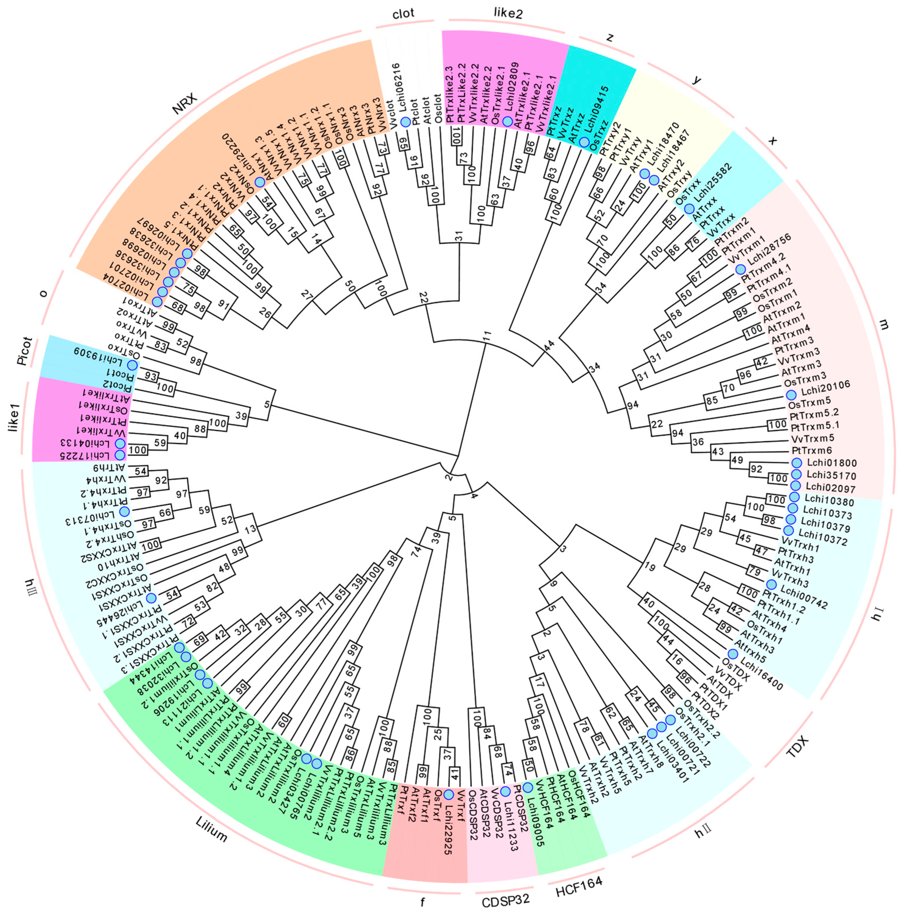 Plants 13 01674 g001