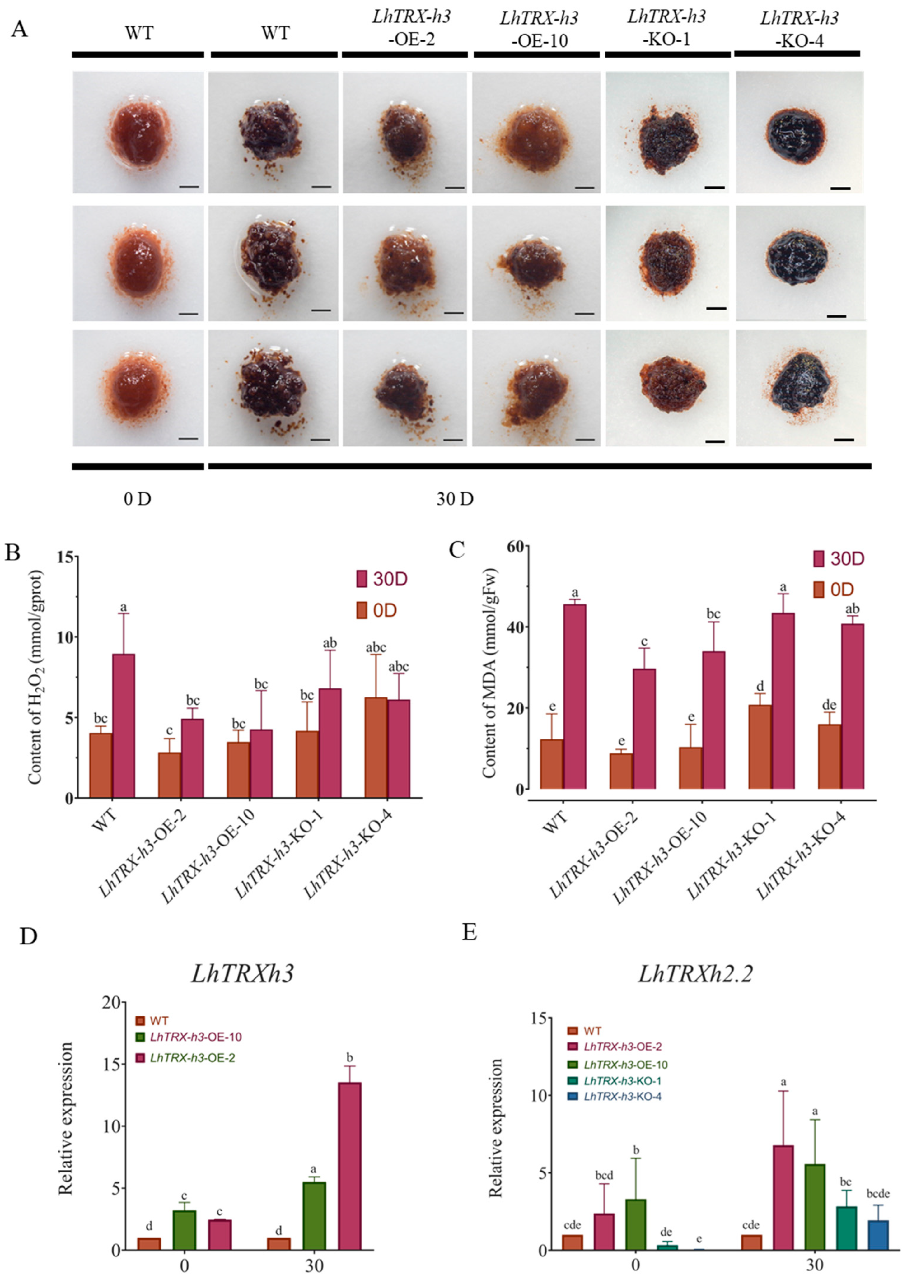 Plants 13 01674 g009