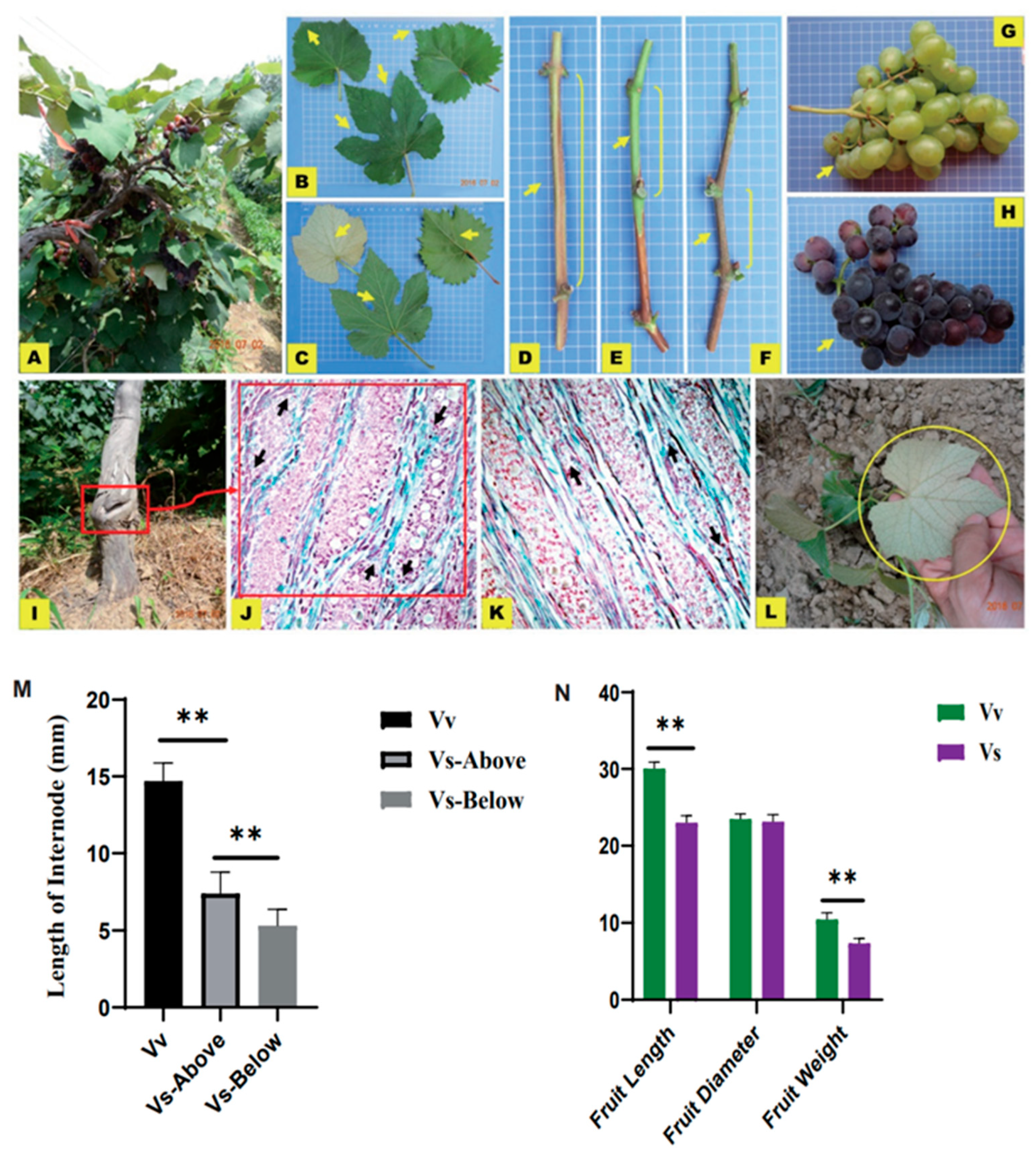 Plants 13 01676 g001