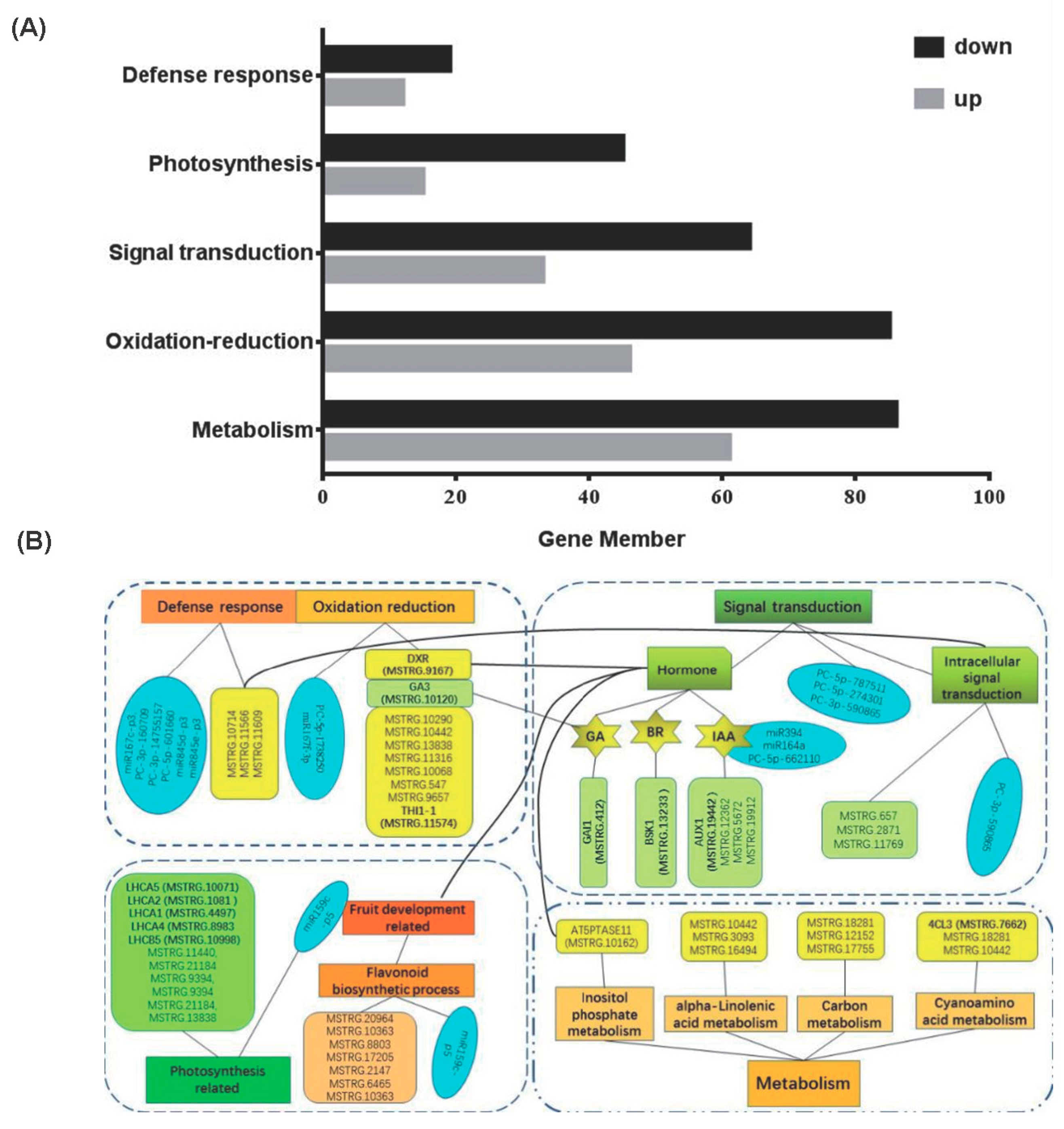 Plants 13 01676 g005