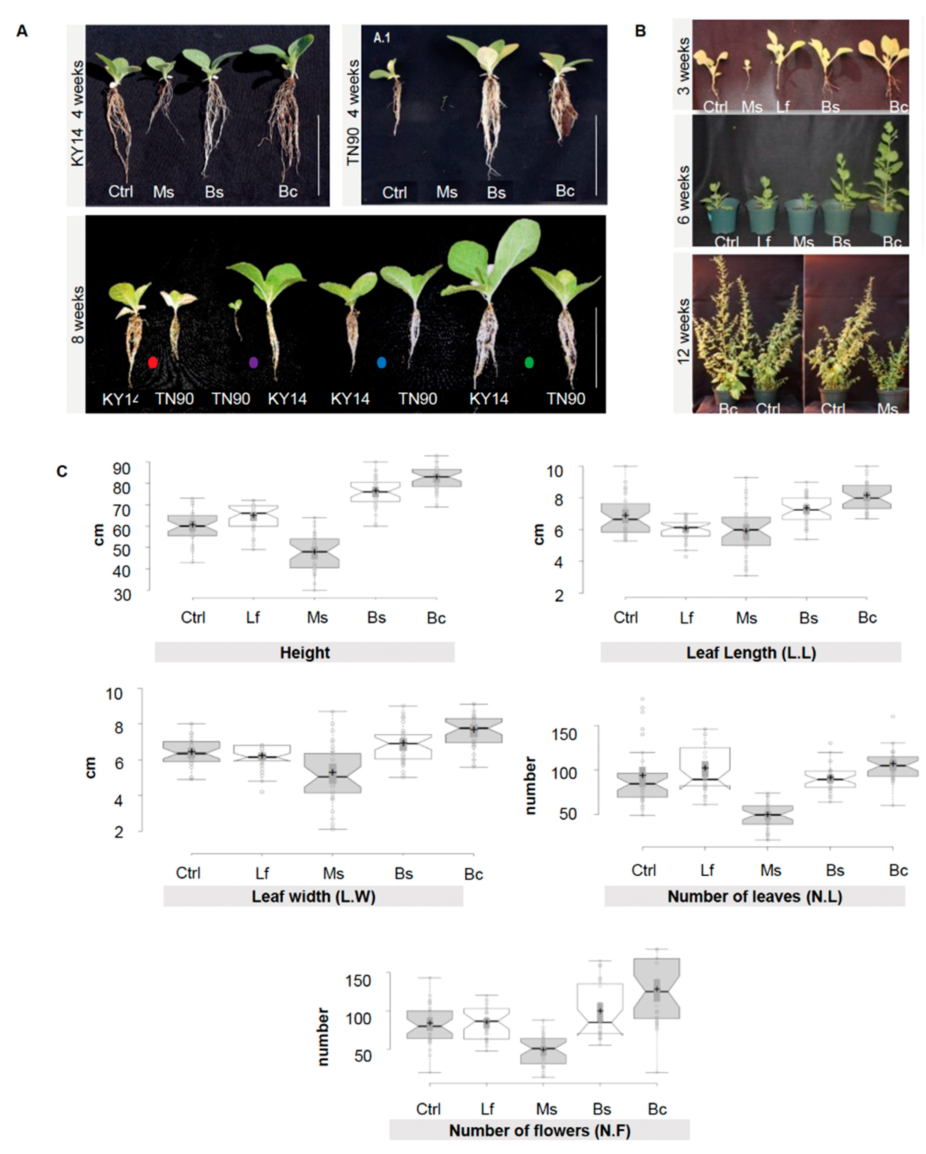 Plants 13 01677 g001