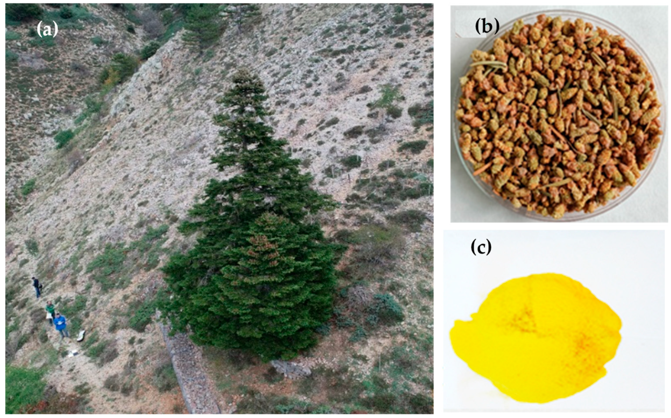 Plants 13 01682 g001