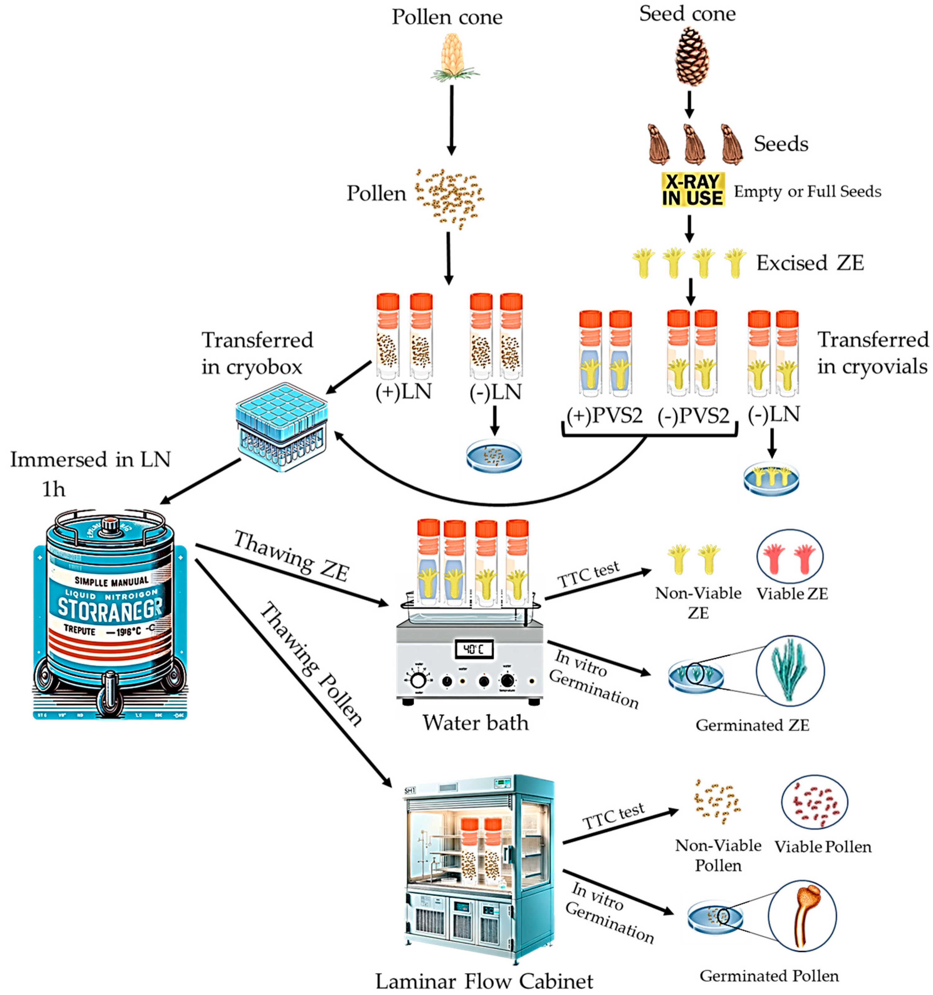 Plants 13 01682 g002
