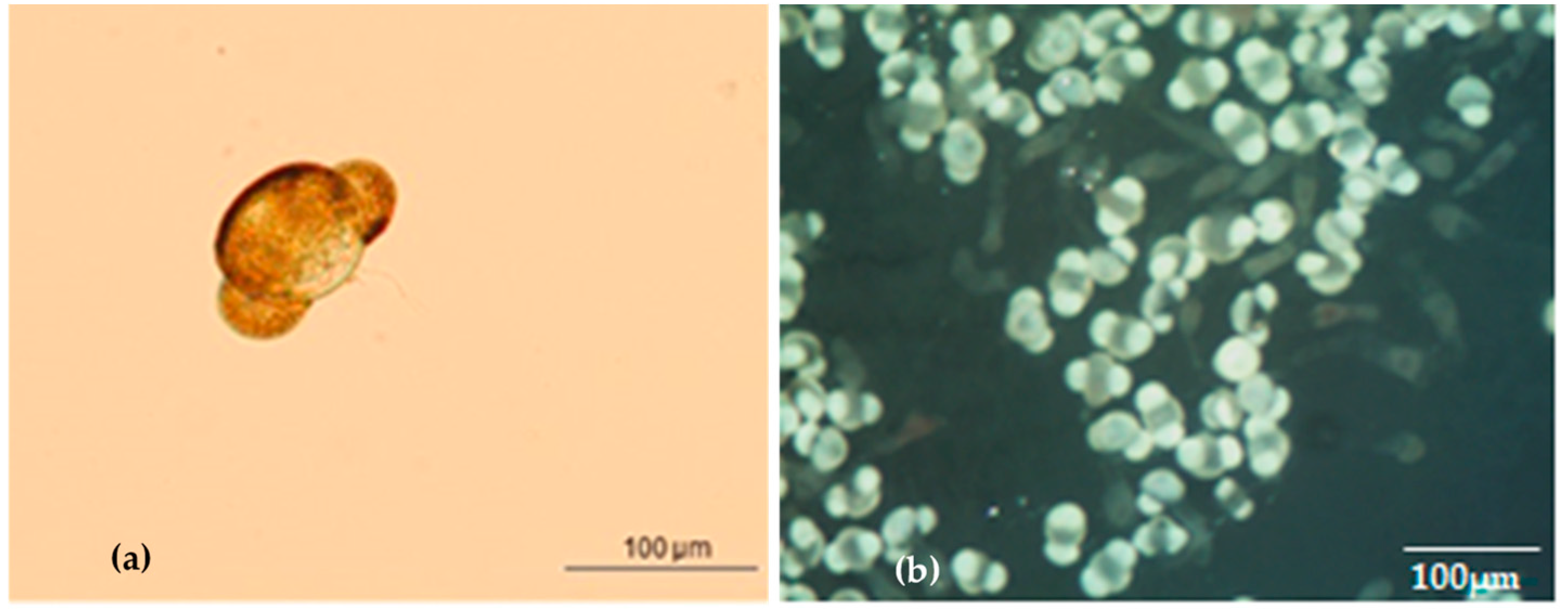 Plants 13 01682 g005