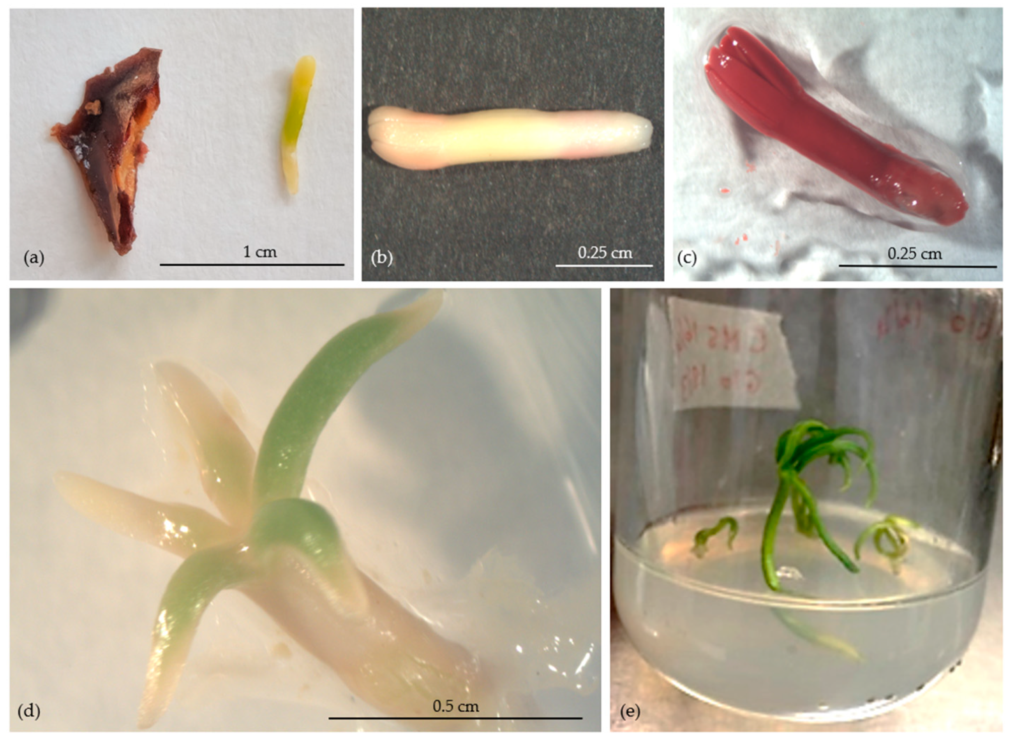 Plants 13 01682 g010