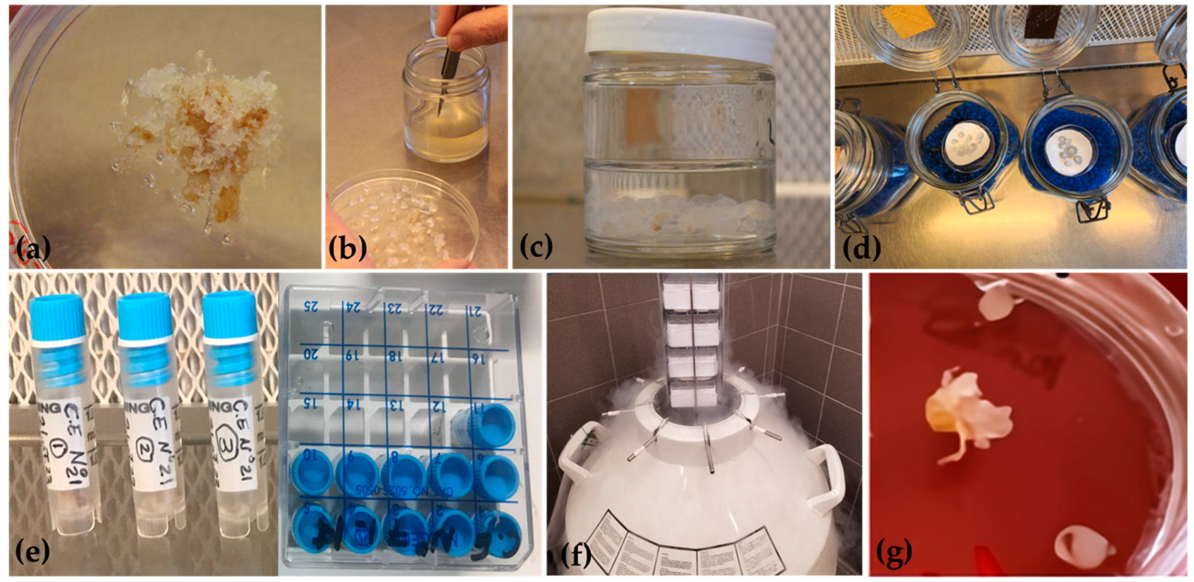 Plants 13 01682 g012