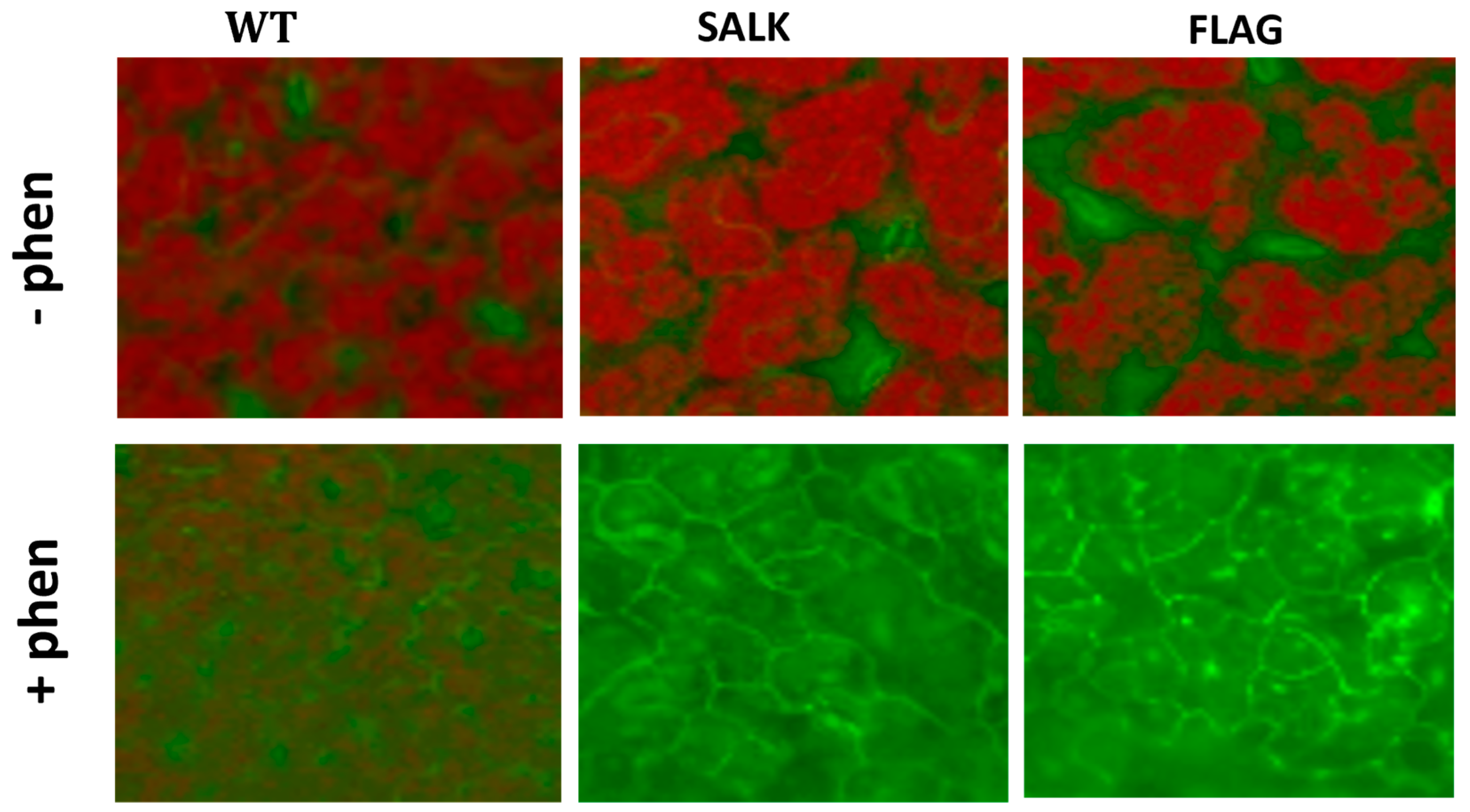 Plants 13 01692 g005