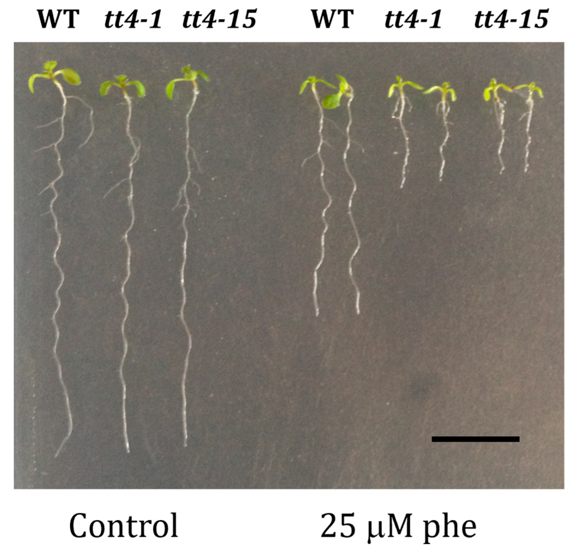 Plants 13 01692 g006