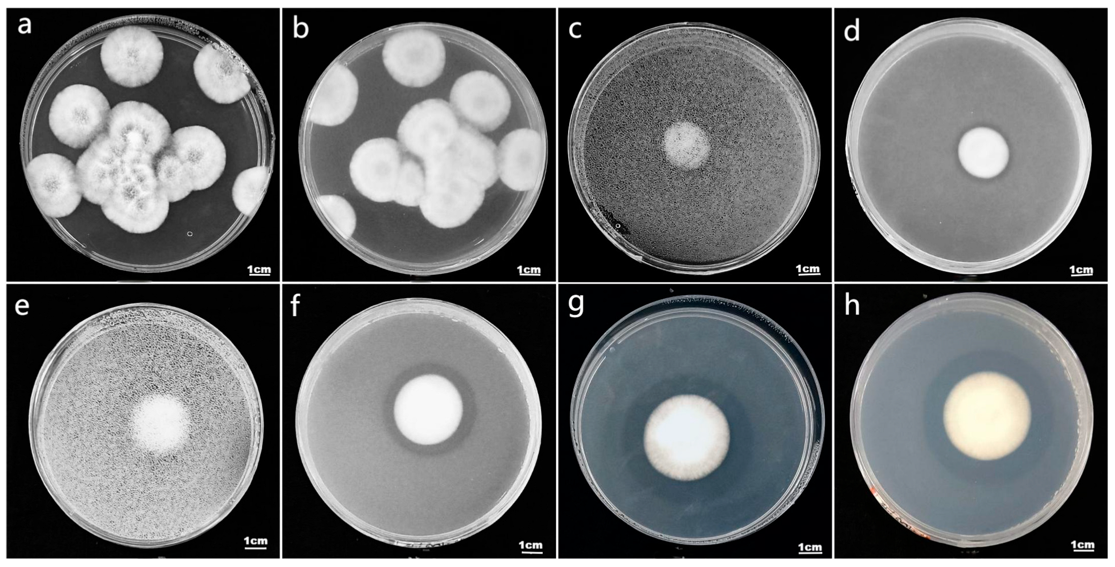 Plants 13 01694 g001