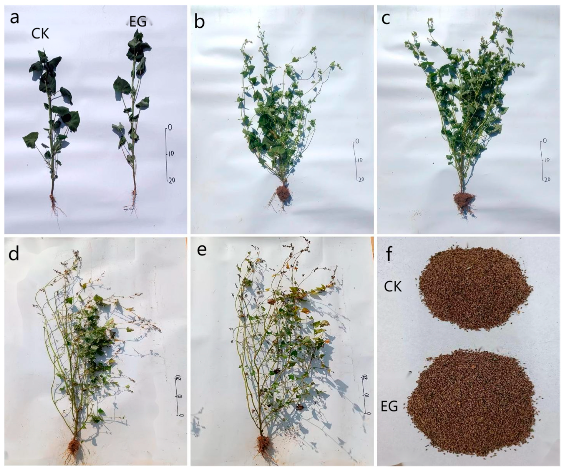 Plants 13 01694 g005