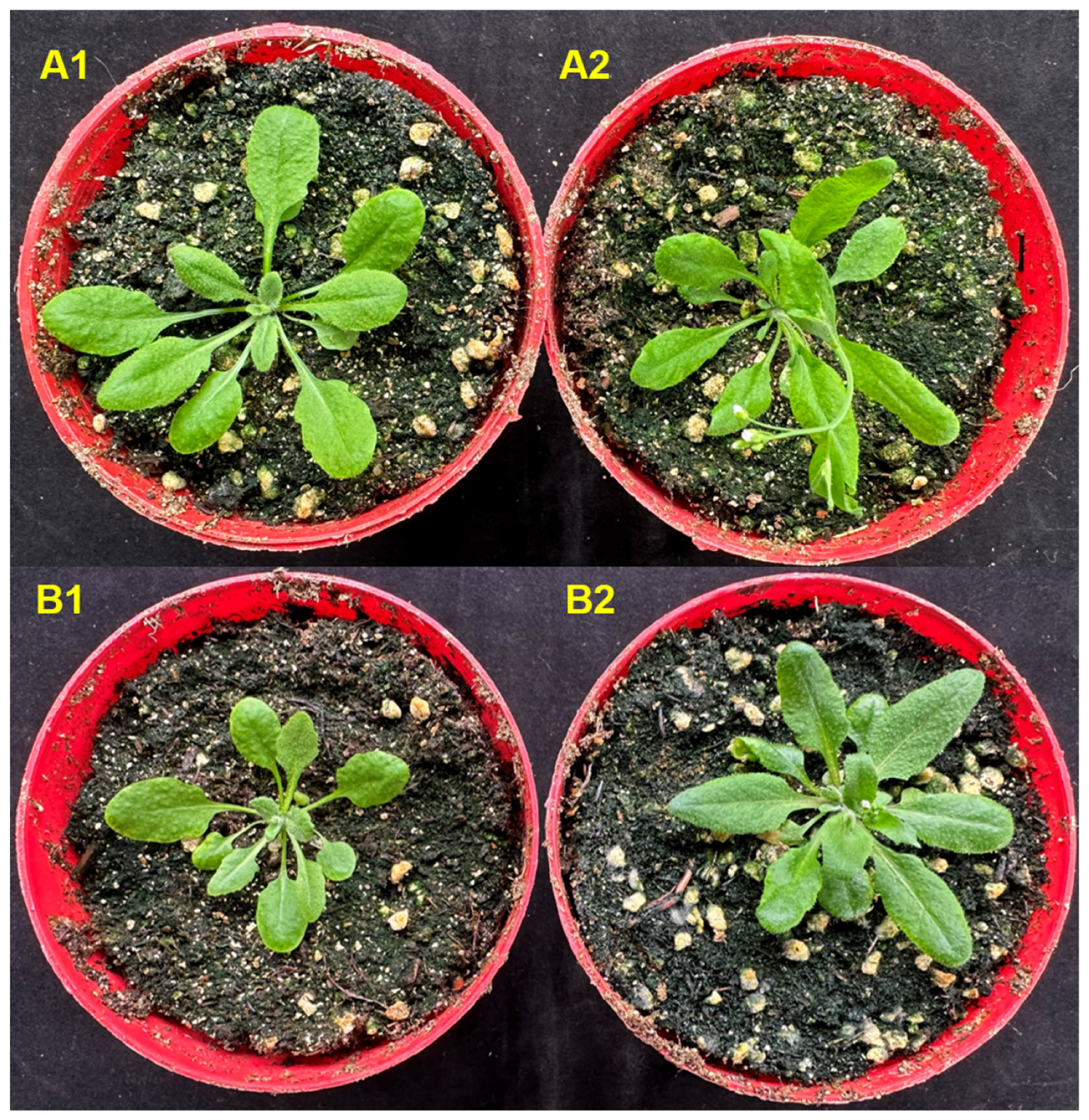 Plants 13 01701 g011 Plants 13 01701 g011