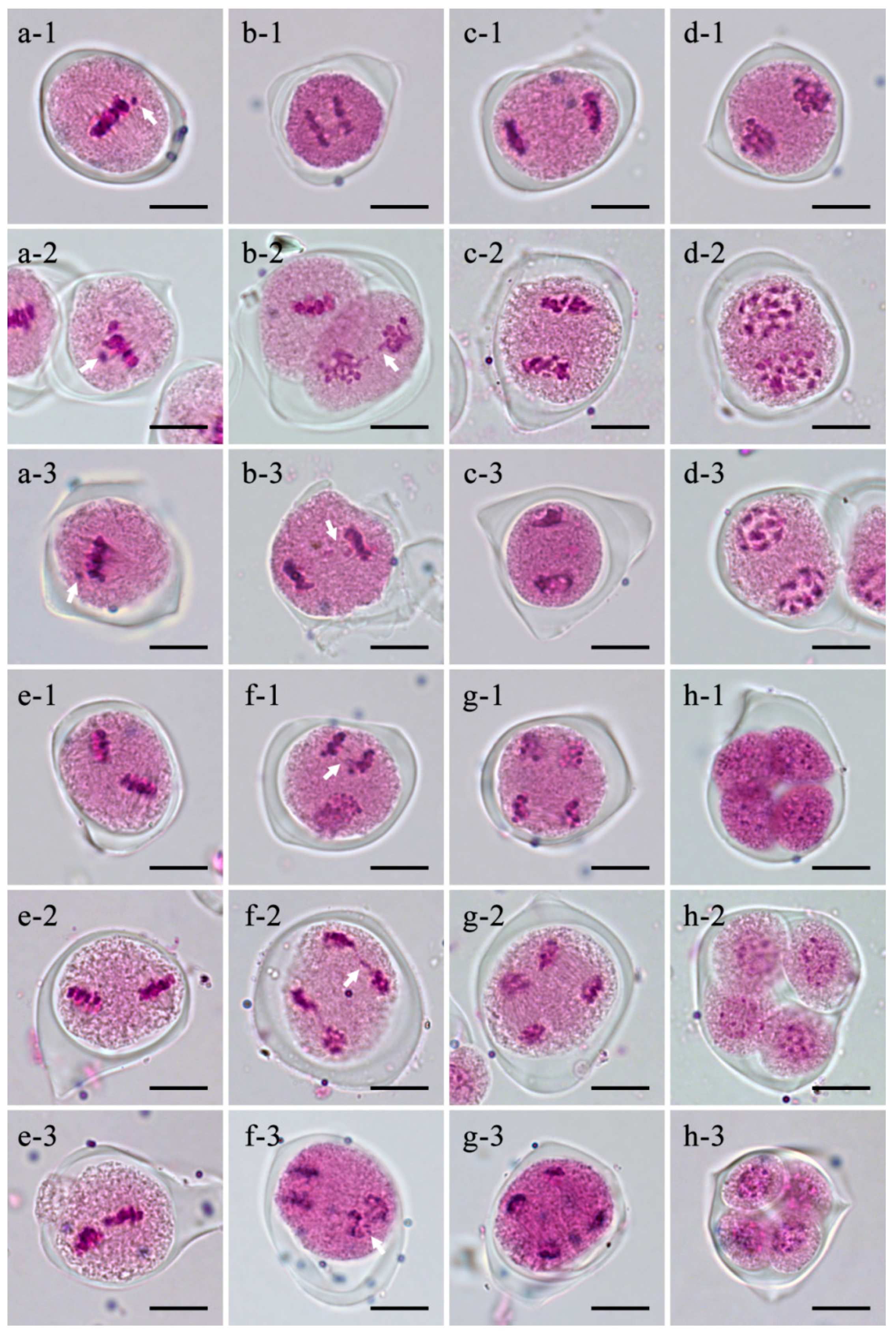 Plants 13 01703 g002