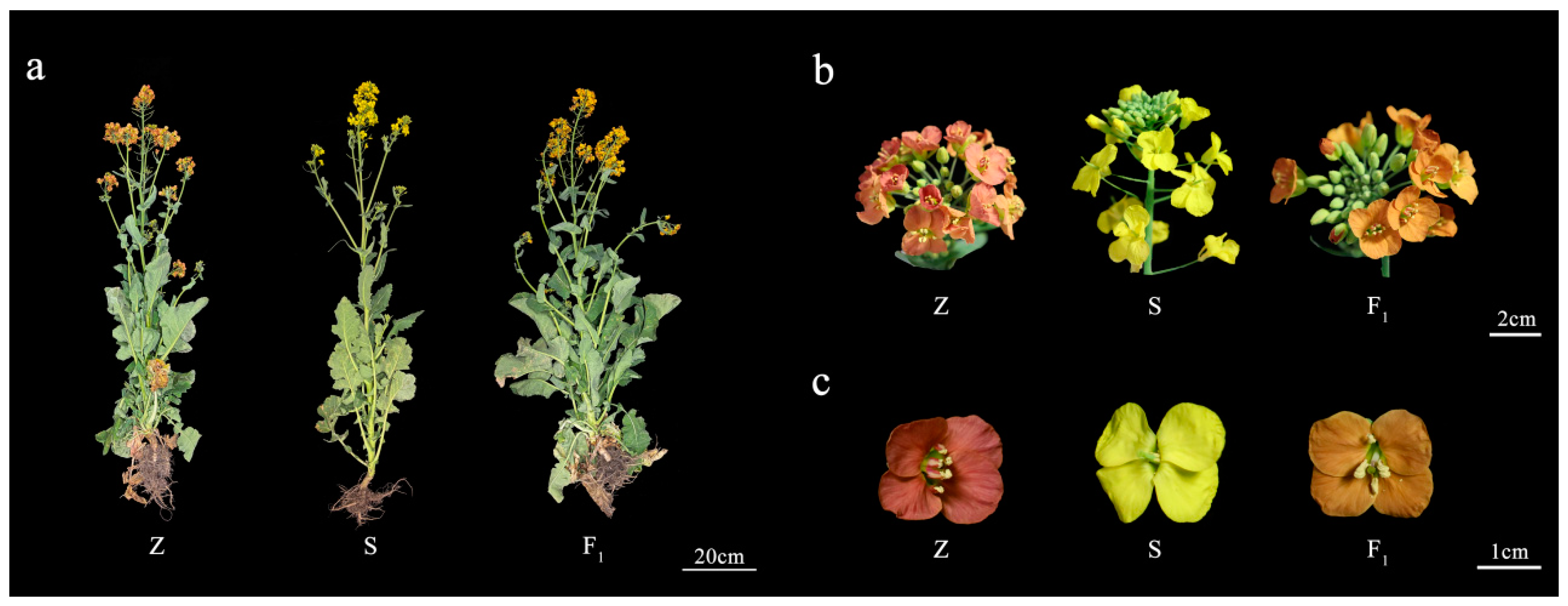 Plants 13 01703 g006