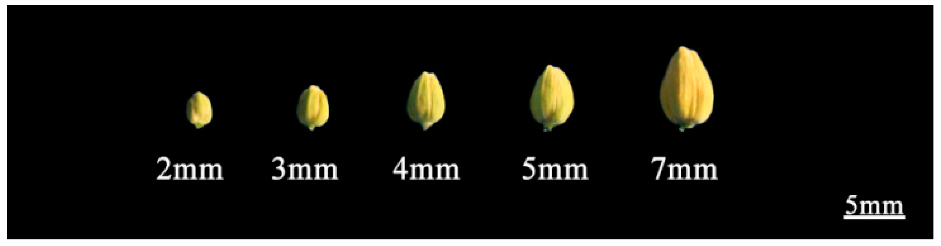 Plants 13 01703 g008