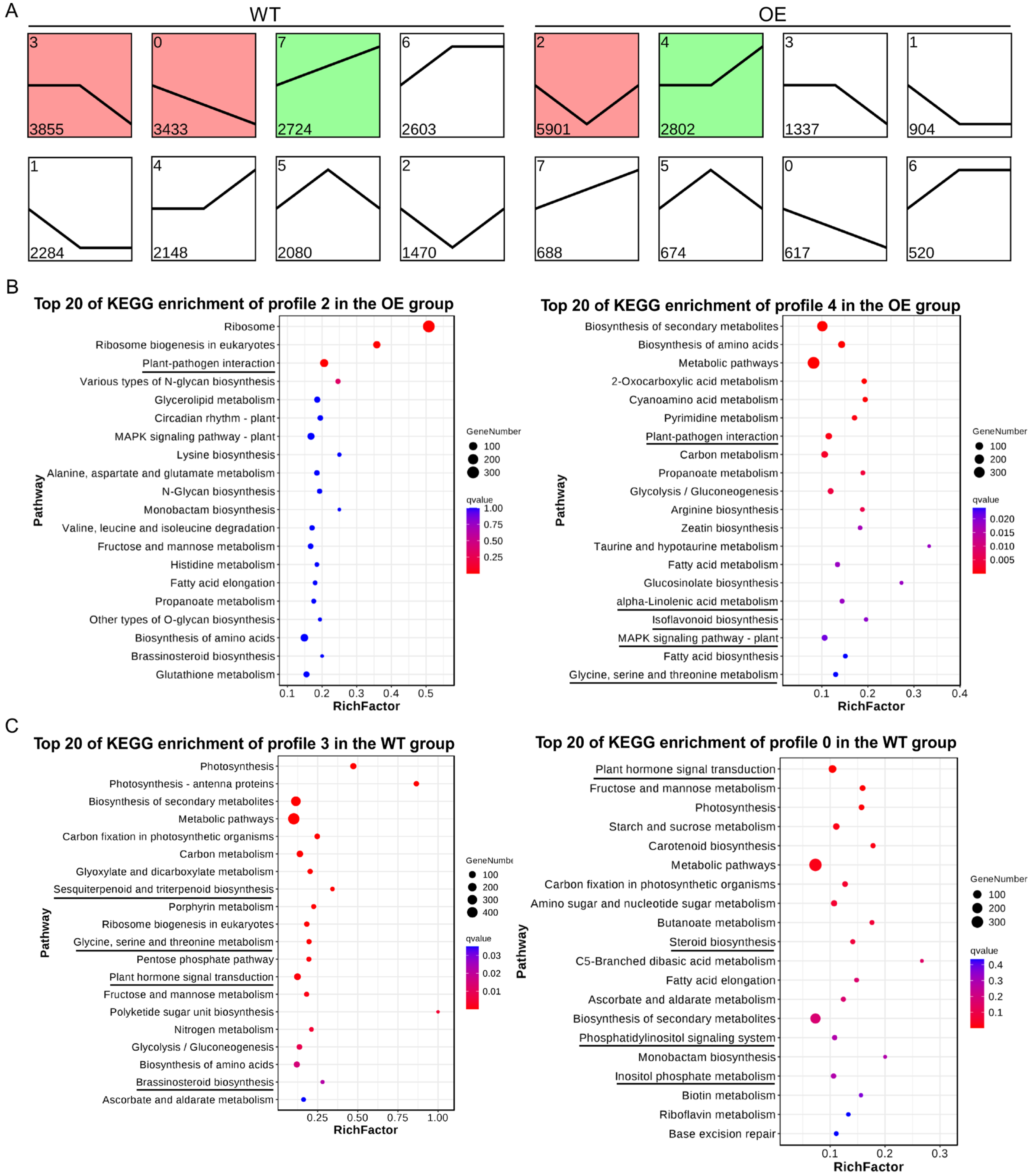 Plants 13 01705 g004