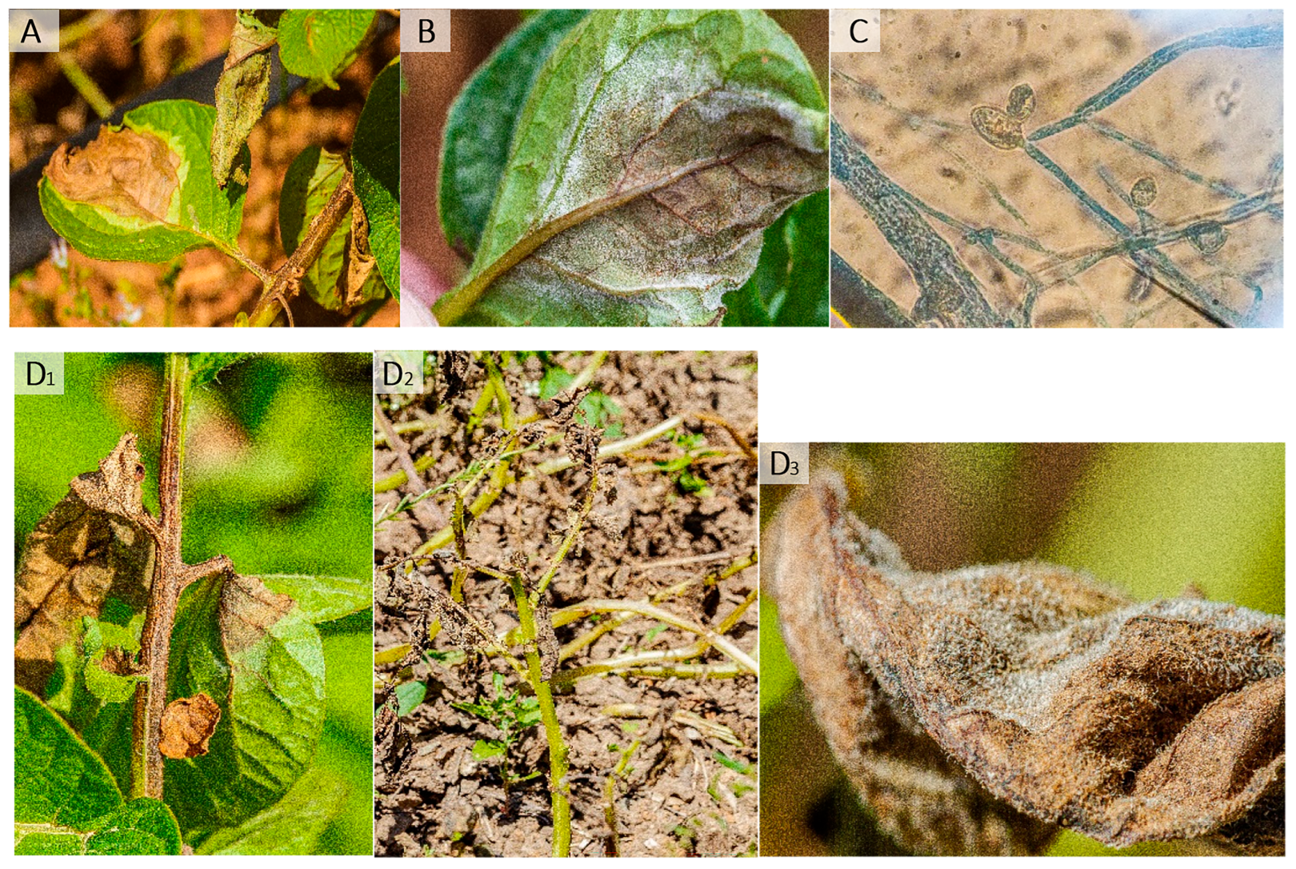 Plants 13 01711 g001 Plants 13 01711 g001