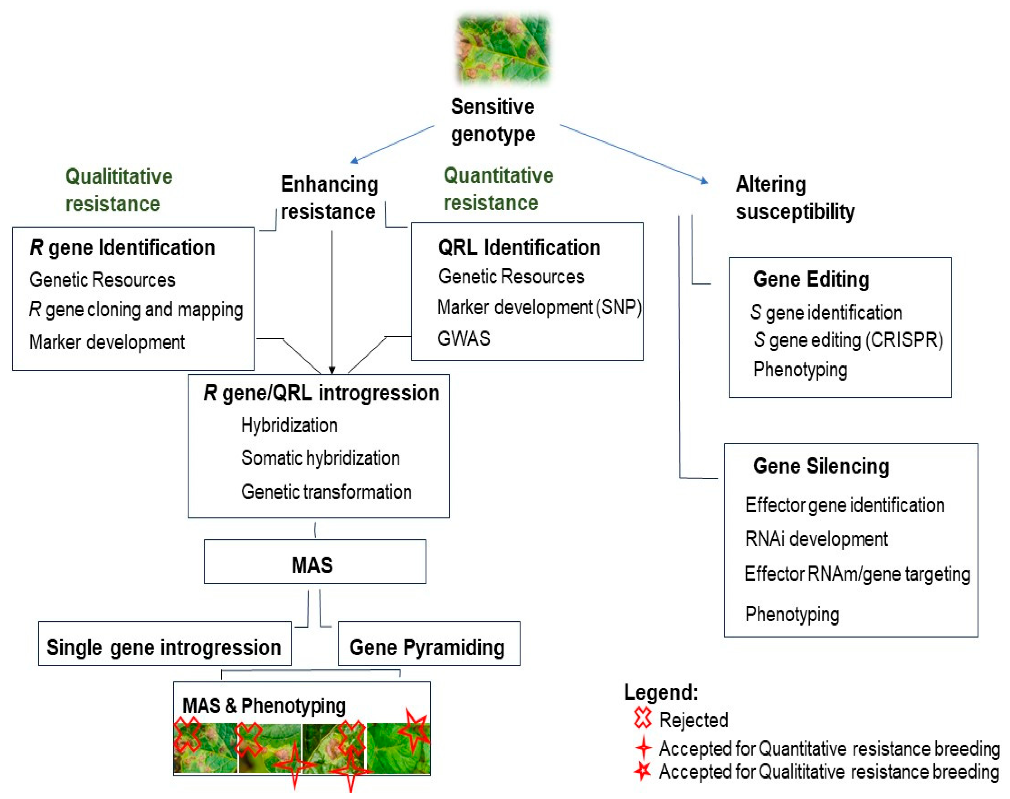 Plants 13 01711 g002 Plants 13 01711 g002