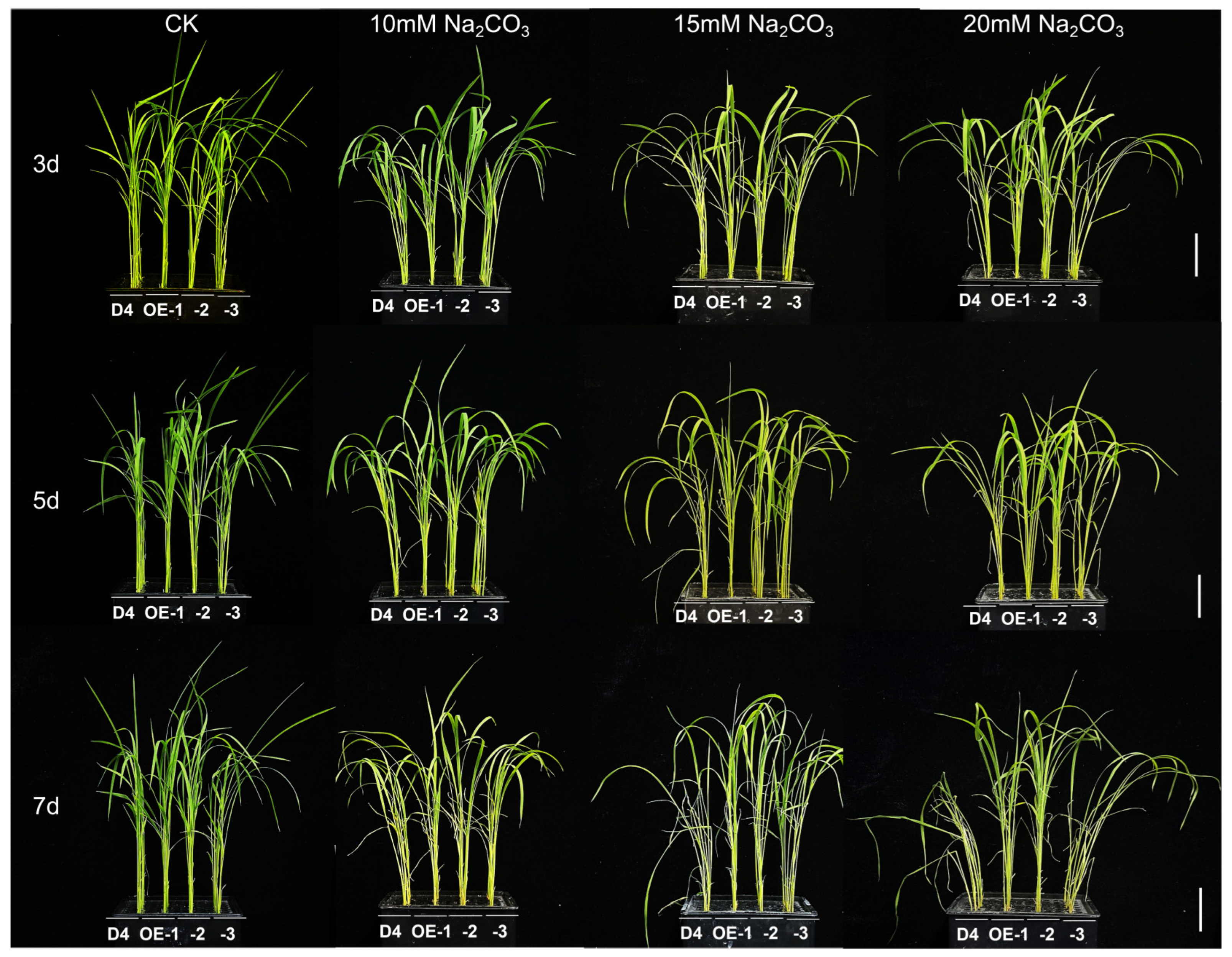 Plants 13 01713 g001 Plants 13 01713 g001