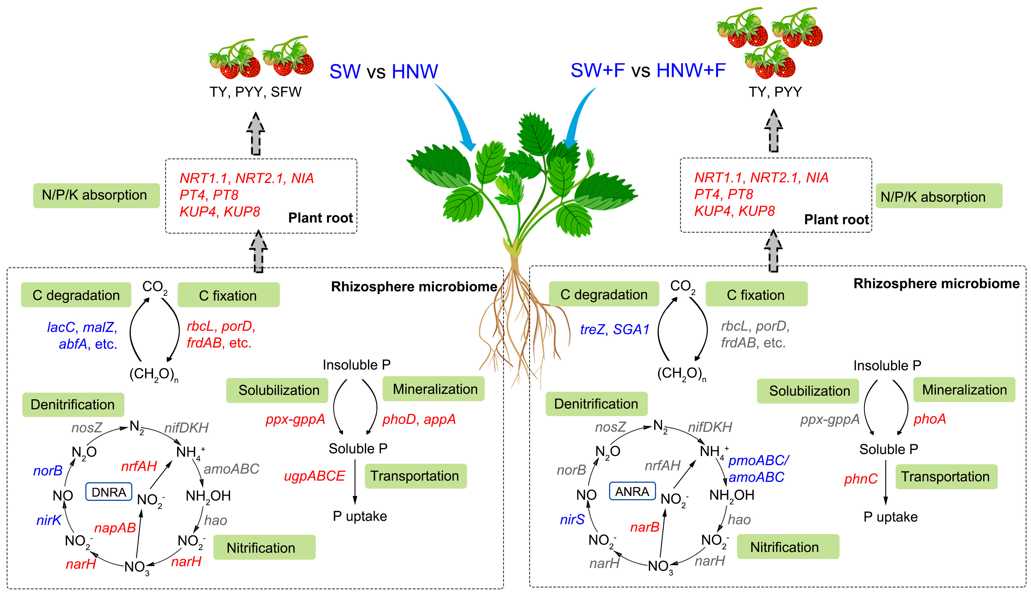 Plants 13 01723 g007