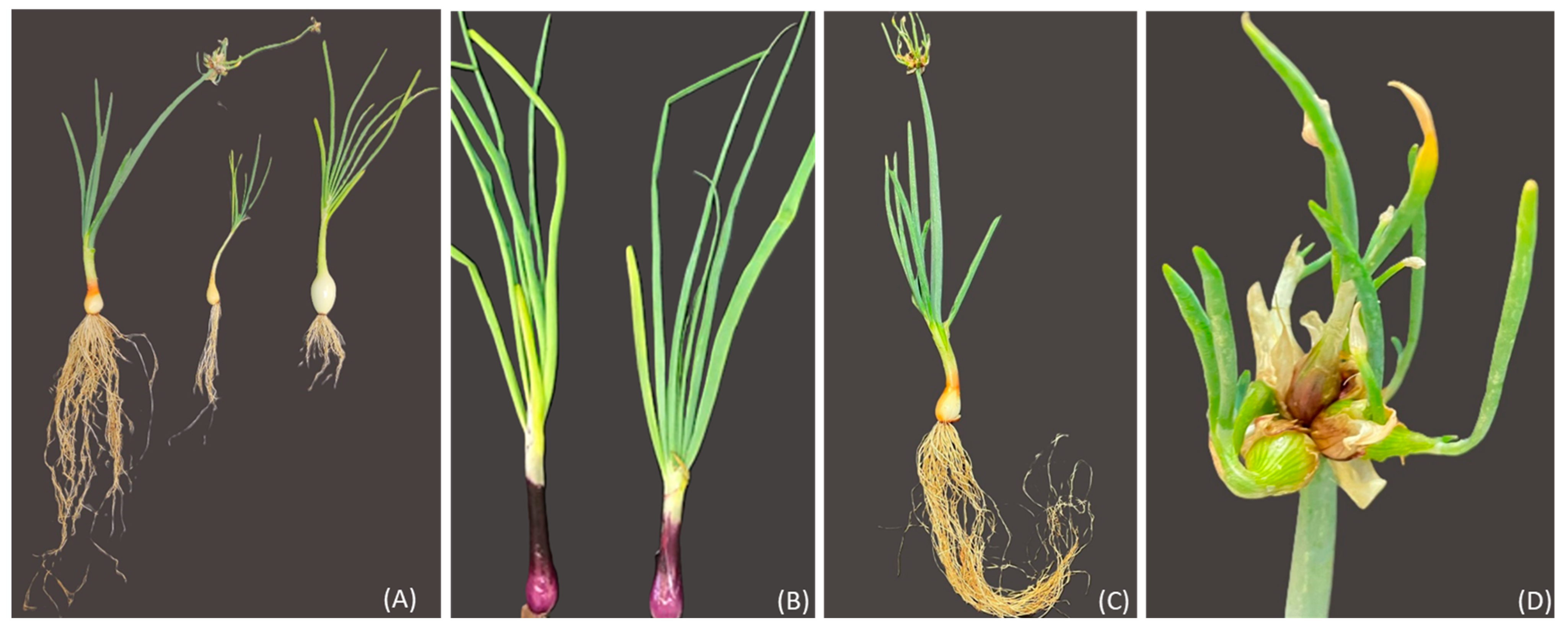 Plants 13 01727 g014