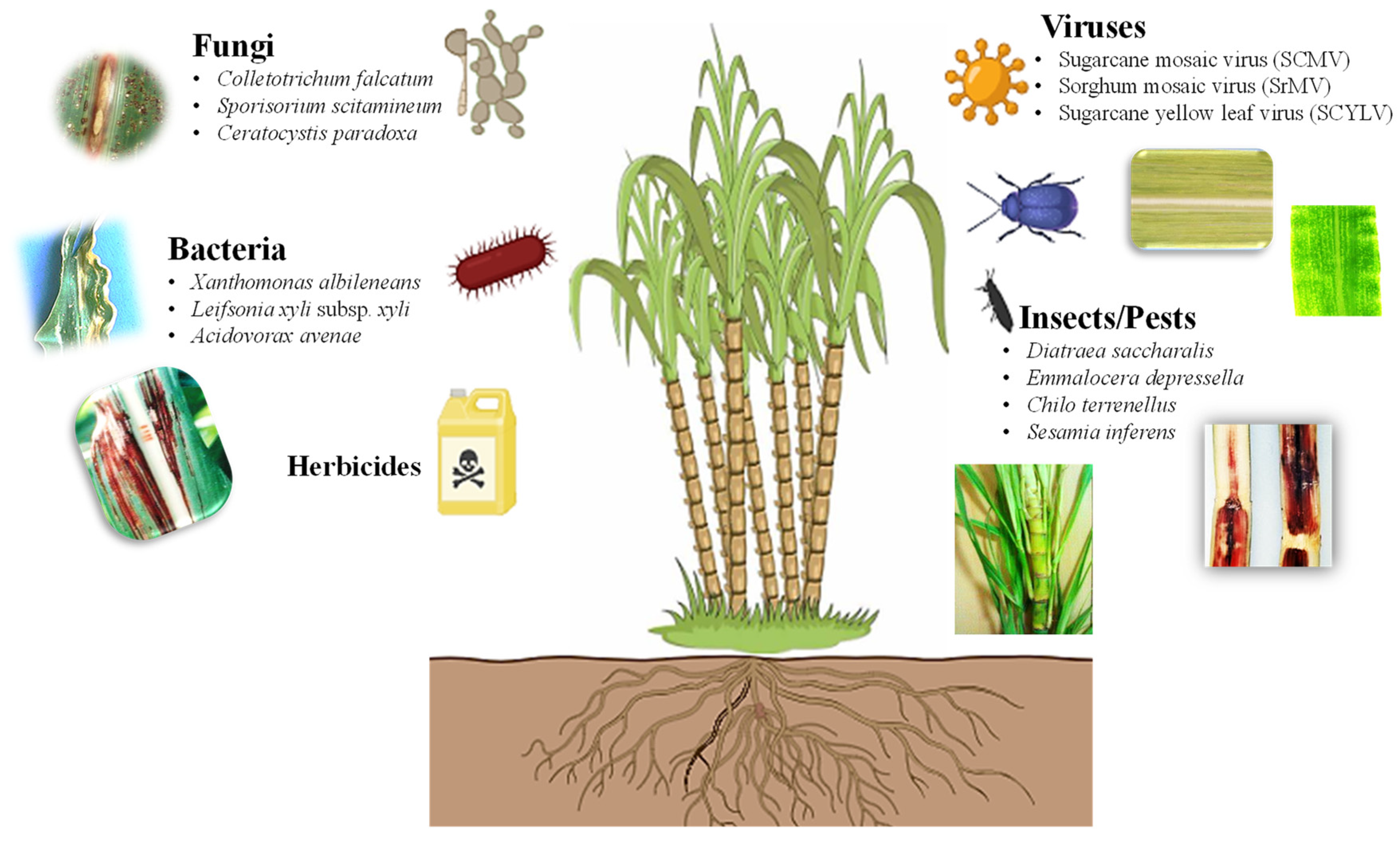 Plants 13 01739 g002 Plants 13 01739 g002