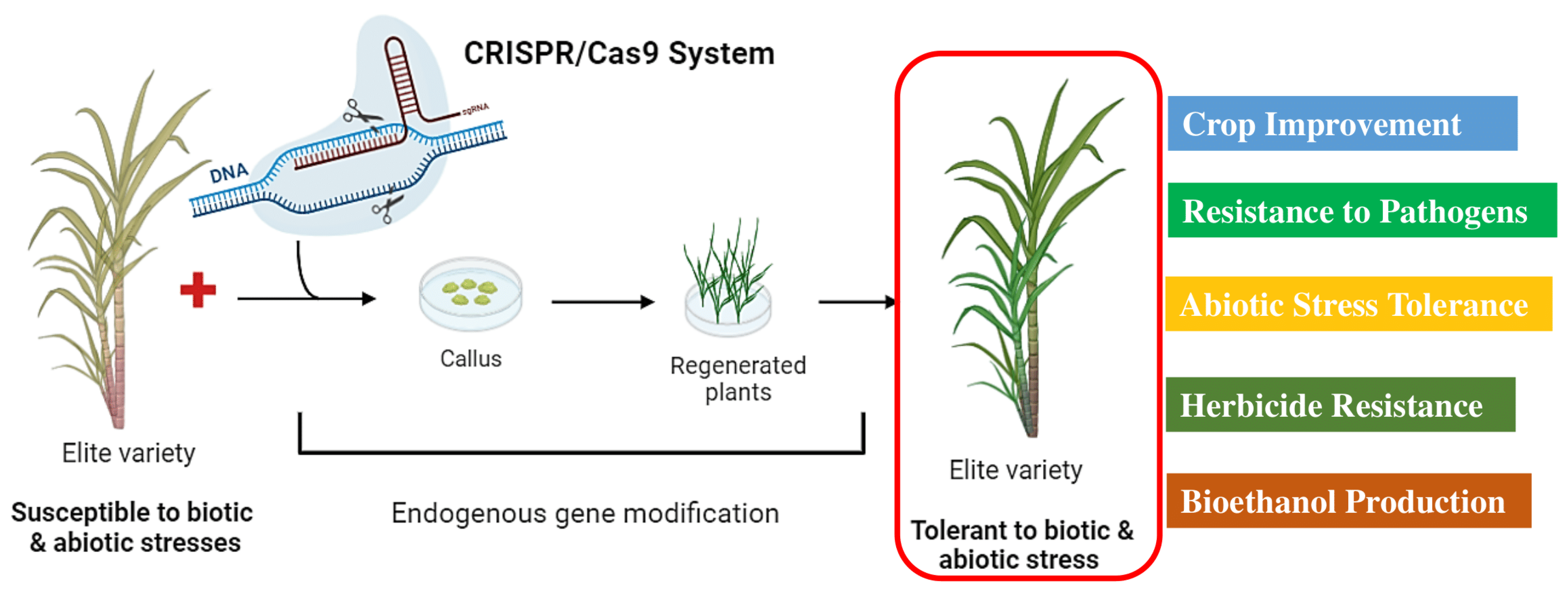 Plants 13 01739 g004 Plants 13 01739 g004