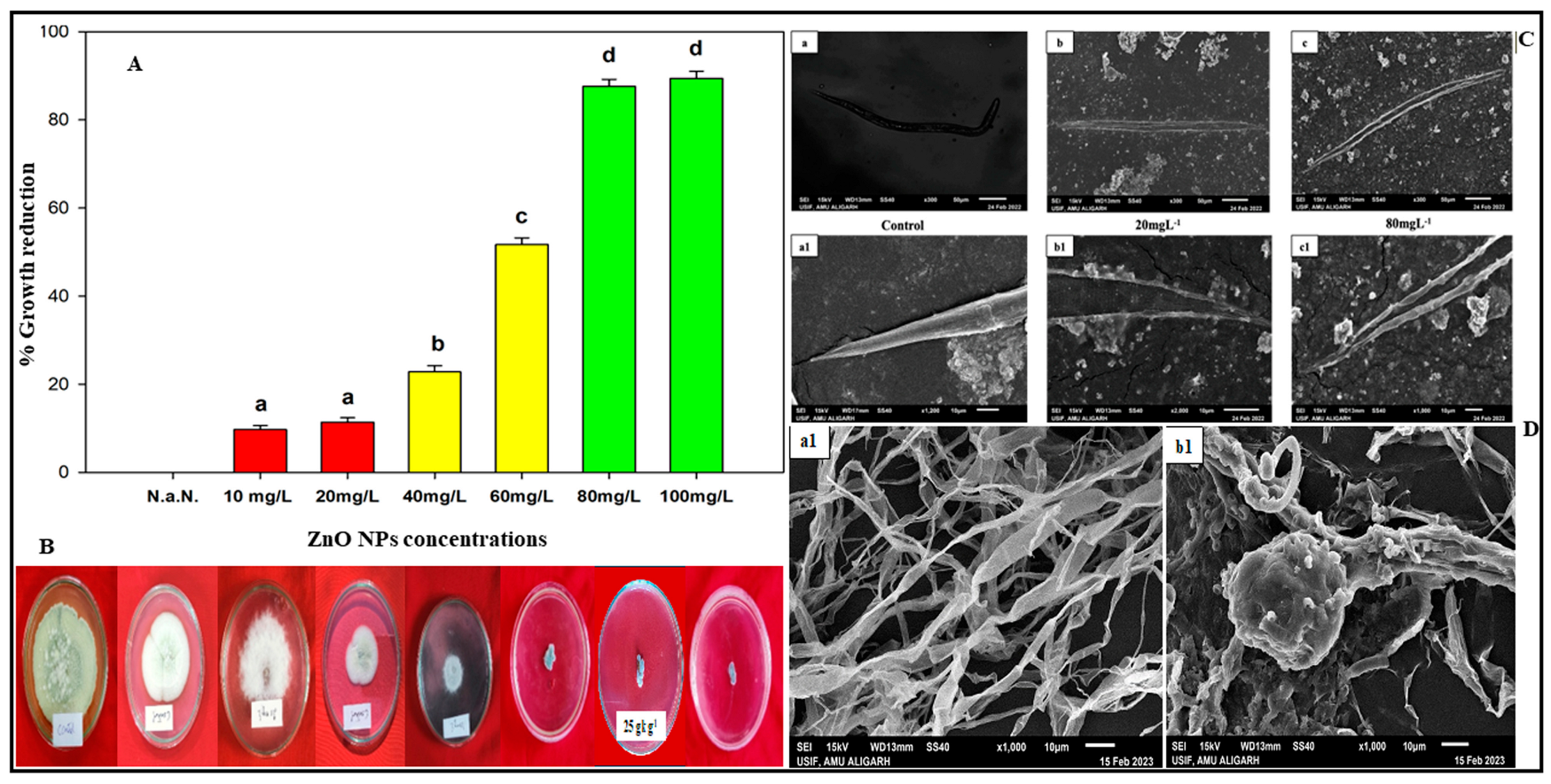 Plants 13 01743 g003