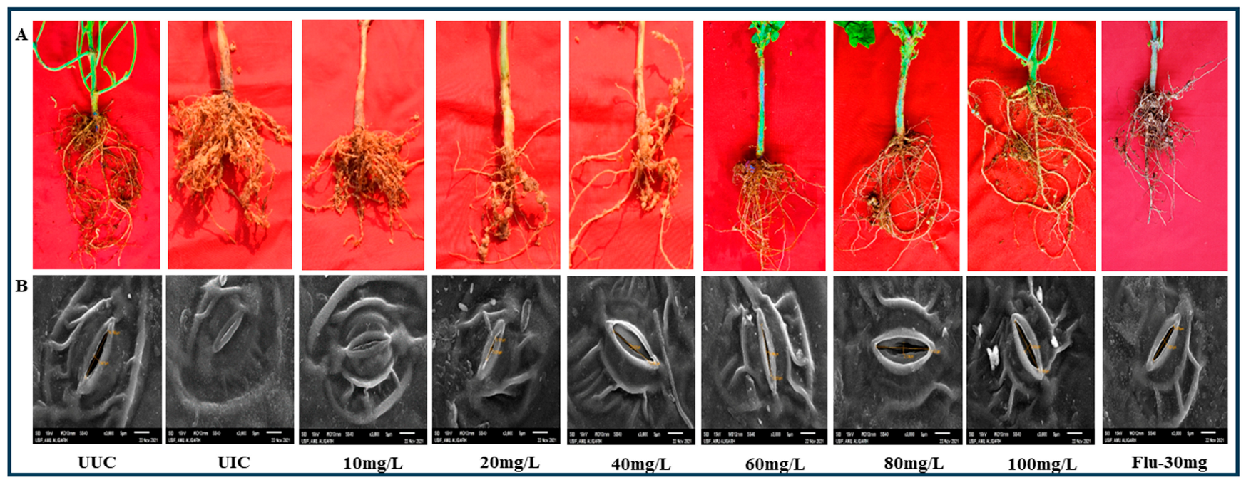 Plants 13 01743 g004