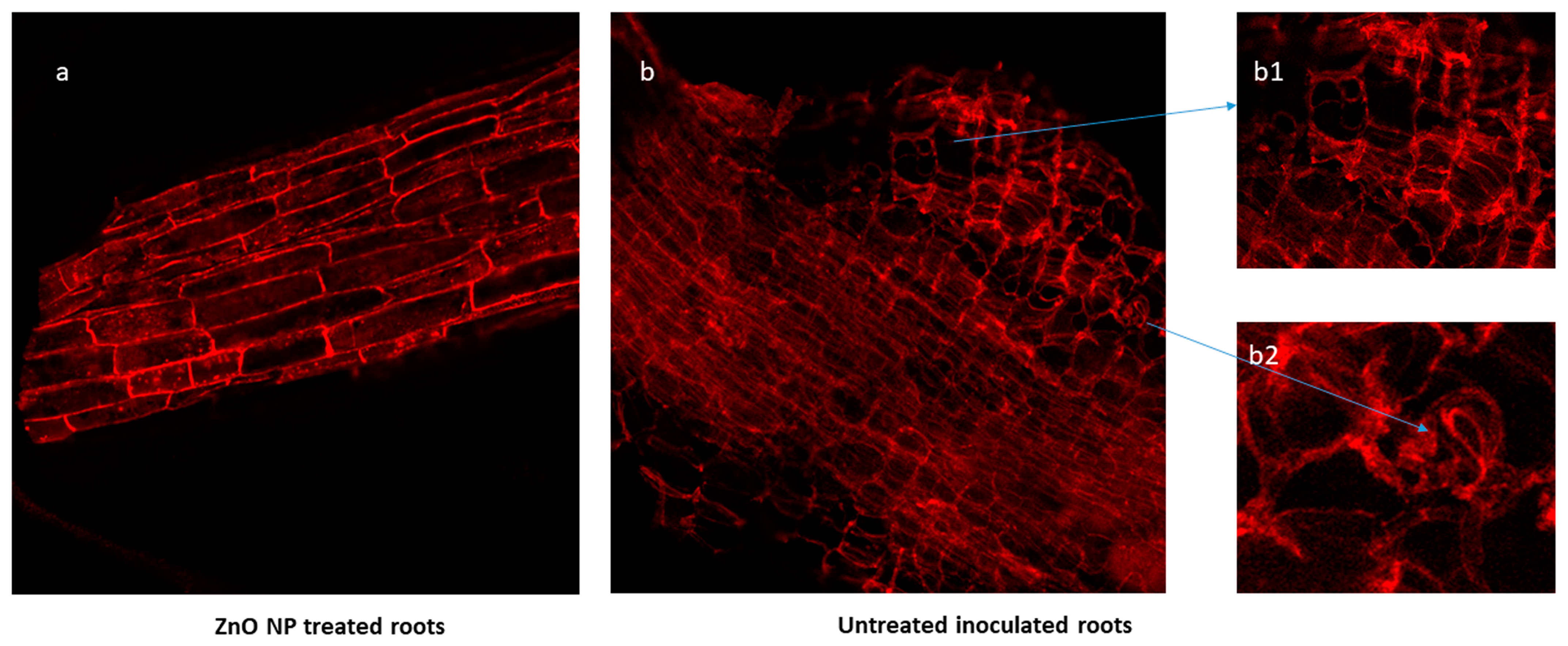 Plants 13 01743 g006