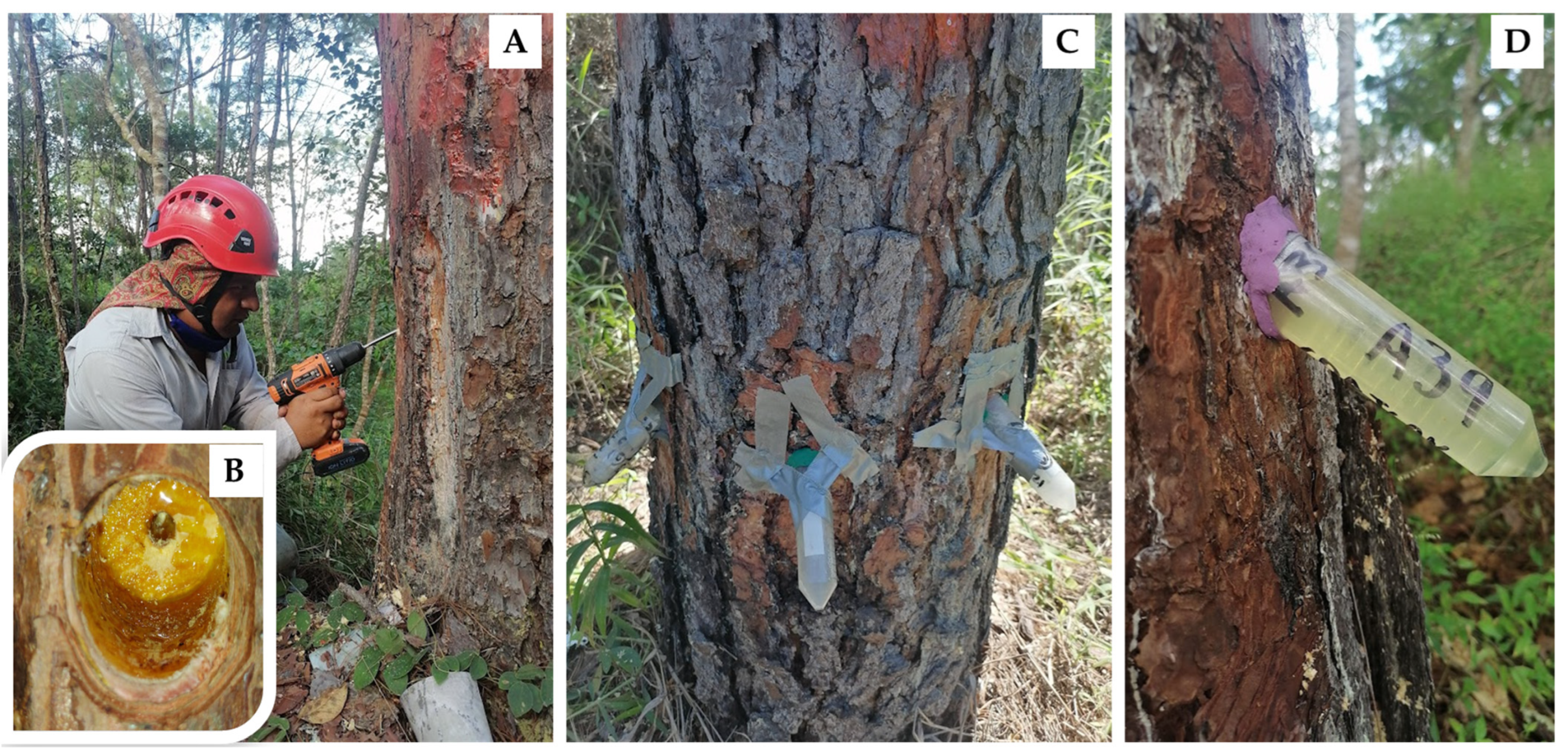 Plants 13 01755 g004