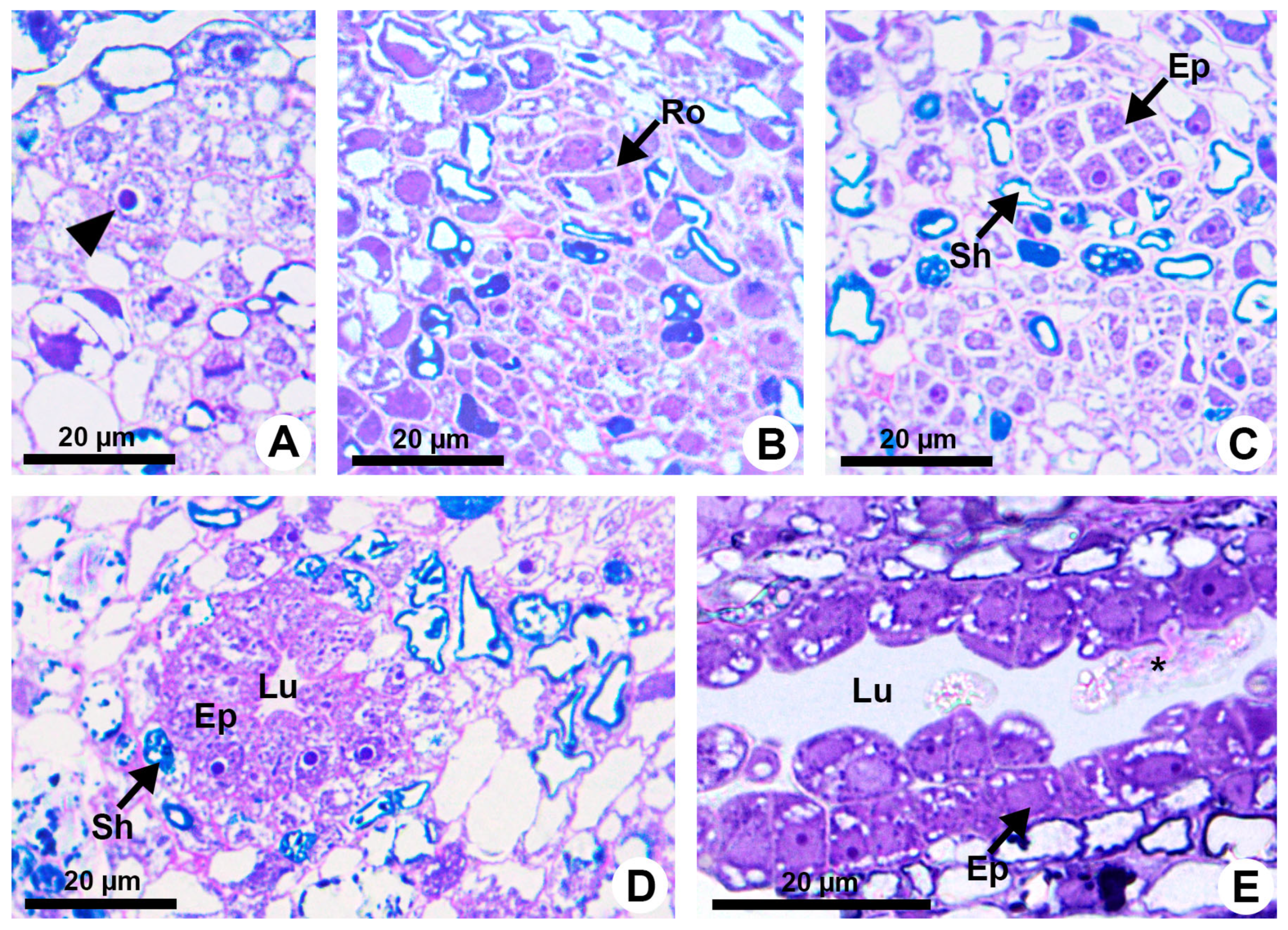 Plants 13 01757 g001